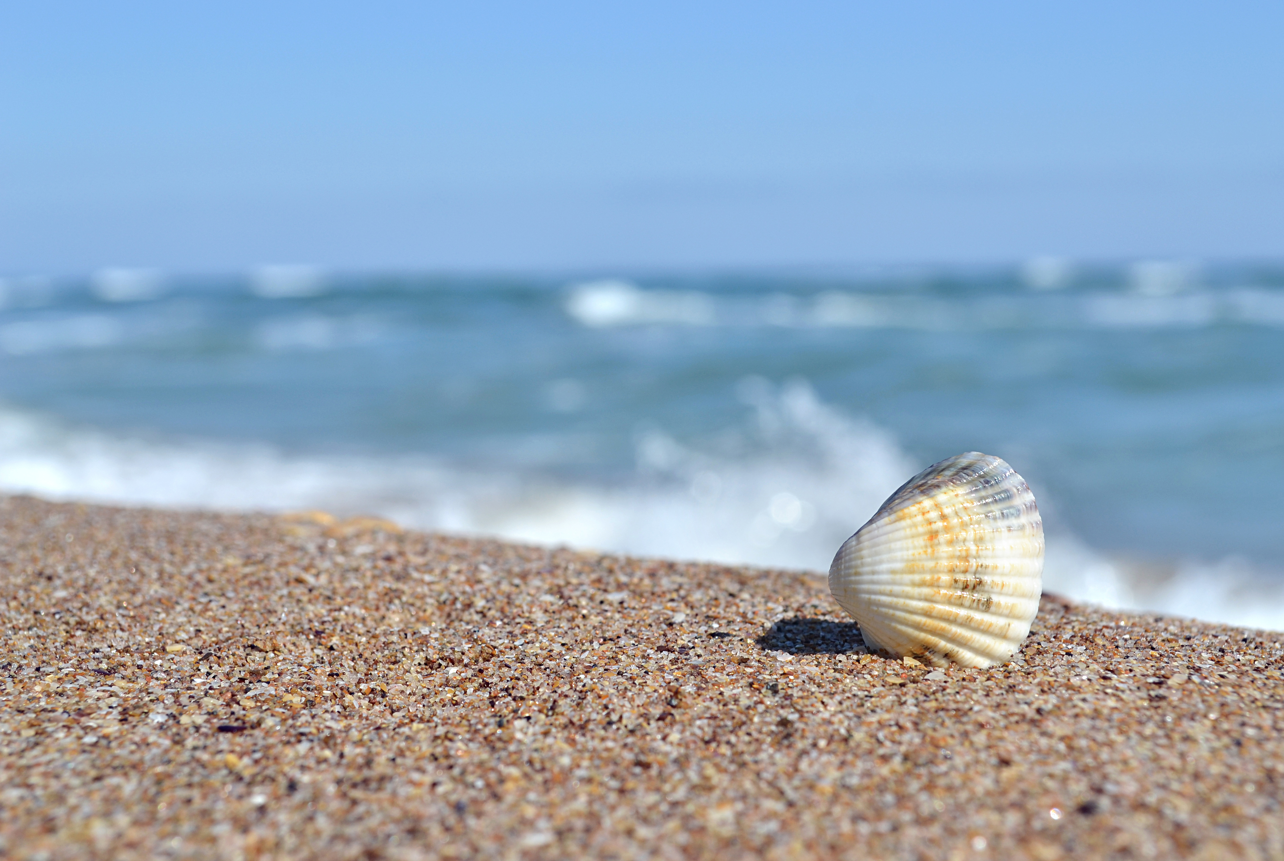 Free photo: Shell by the beach - Beach, Greece, Sand - Free 