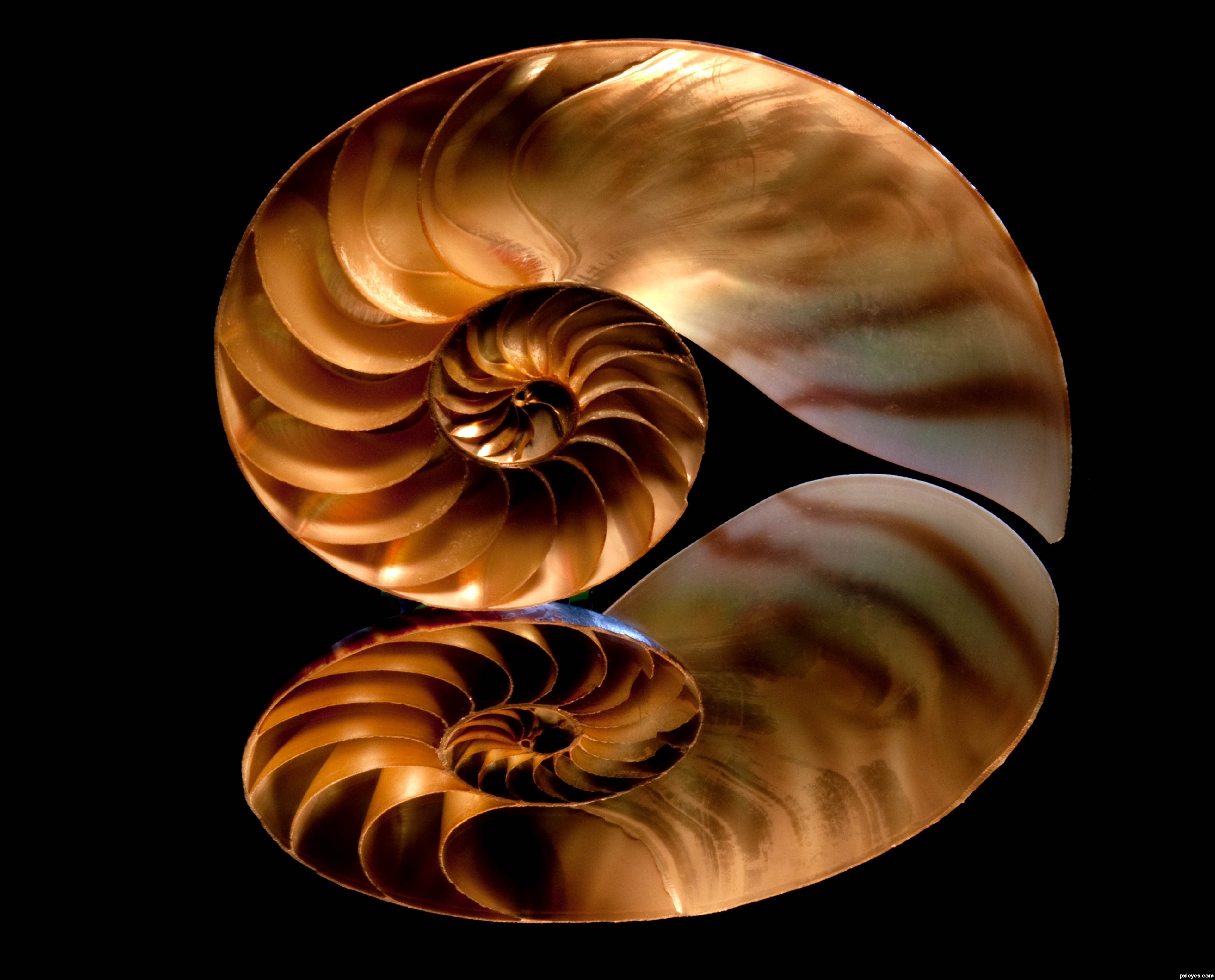 Fractal Shell picture, by captgeo for: fractalized photography ...