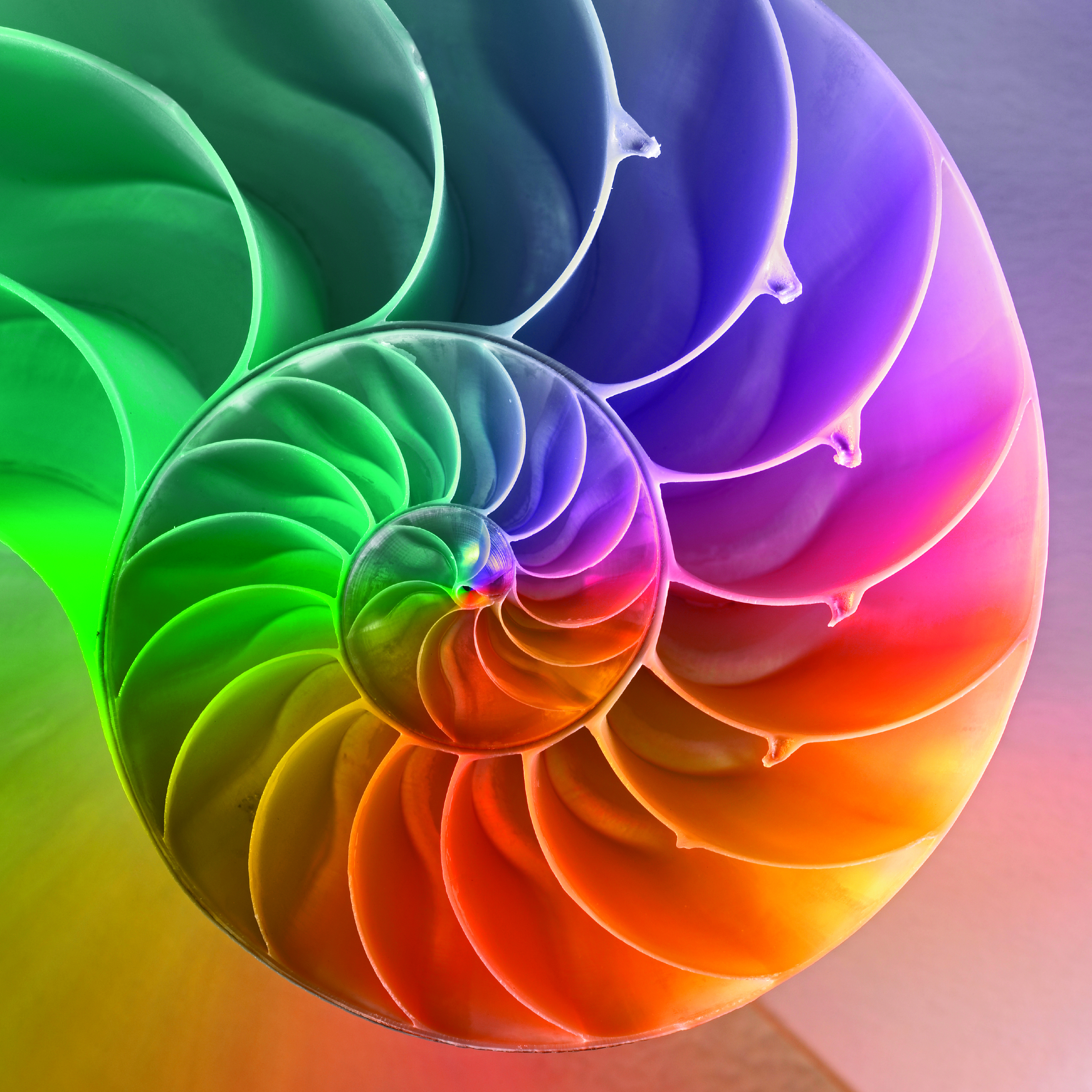 Rainbow-Nautilus-Shell-for-TYB.jpg (3430×3429) | Nautilus: In Nature ...