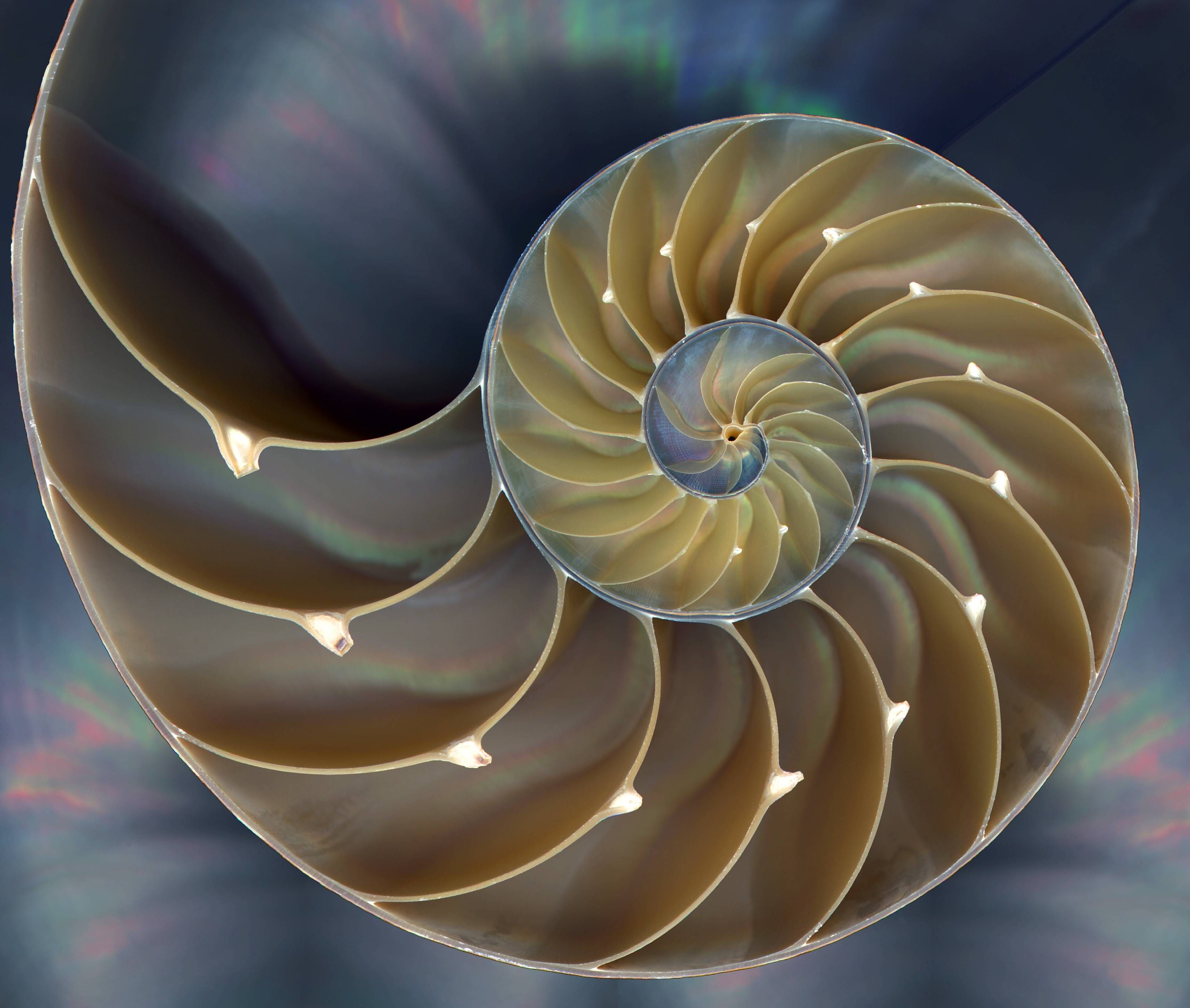 WATCH: What Is The Soul? 13 Definitions To Consider | Nautilus shell ...