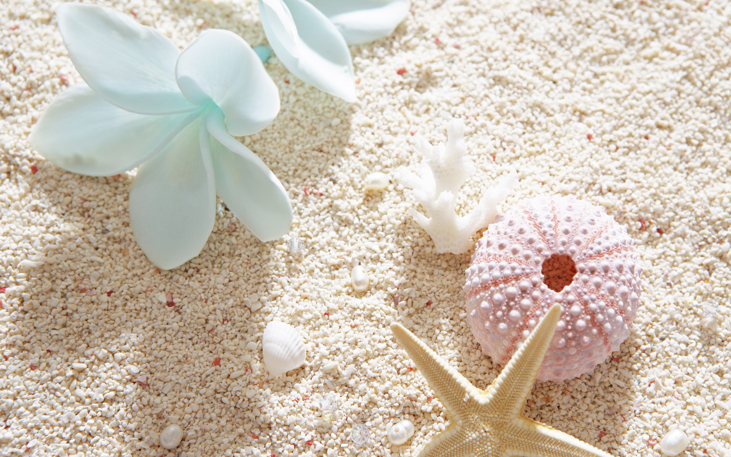 Beaches: Shells Flowers Shell Blue Photography White Colors Pink ...