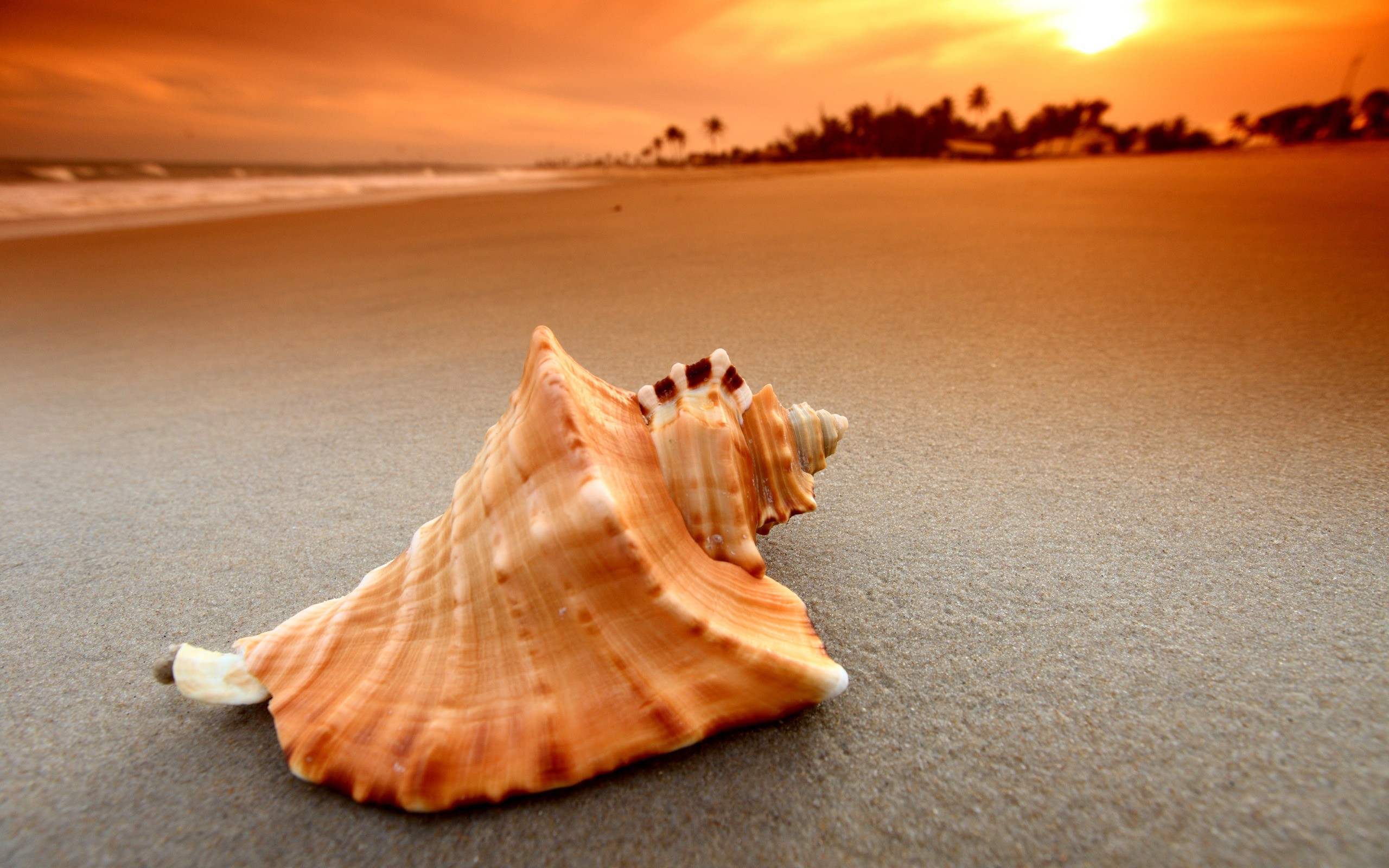 Sea Shell on Beach - Wallpaper #36759