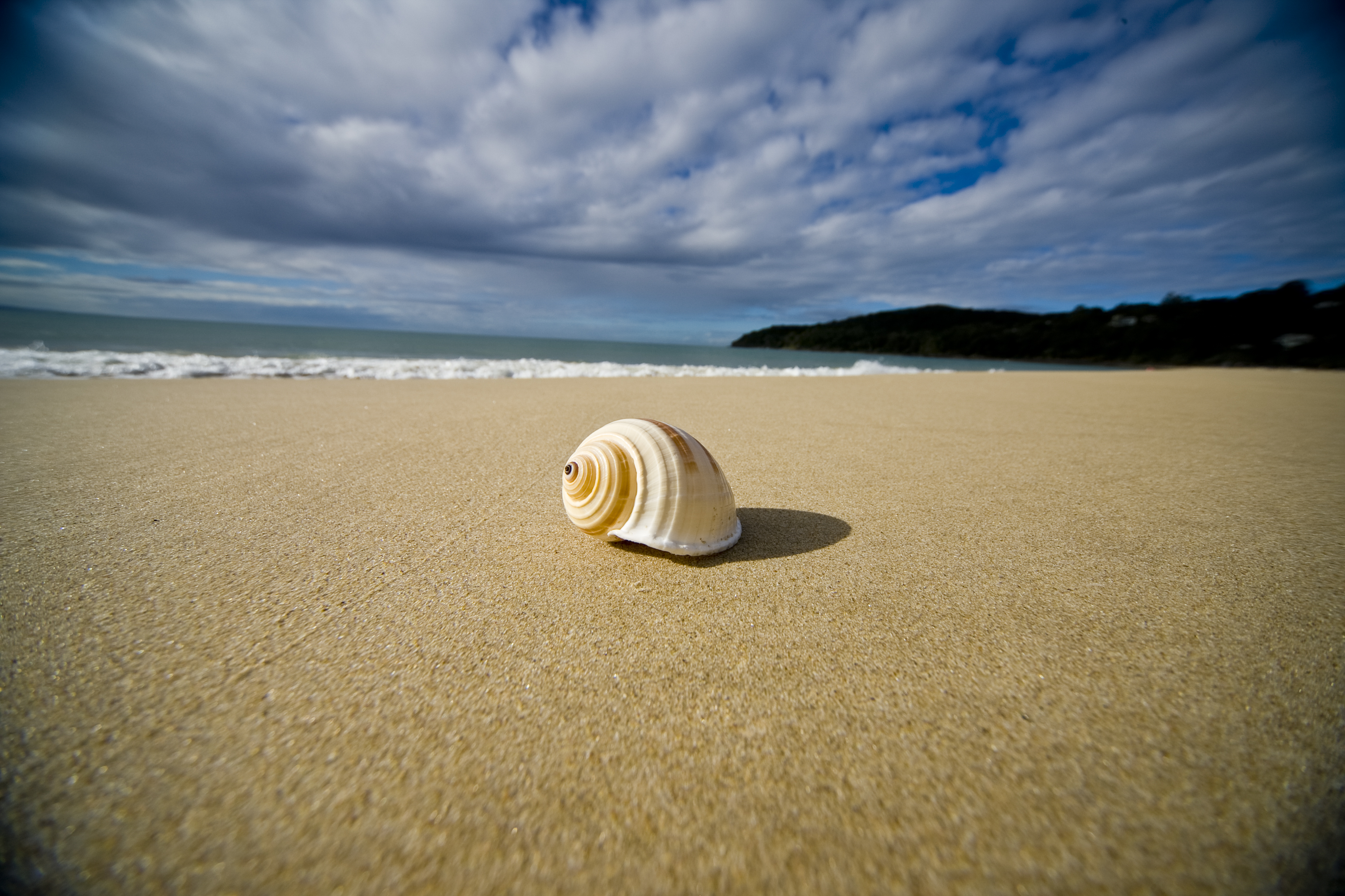 Spiral Shell on Beach