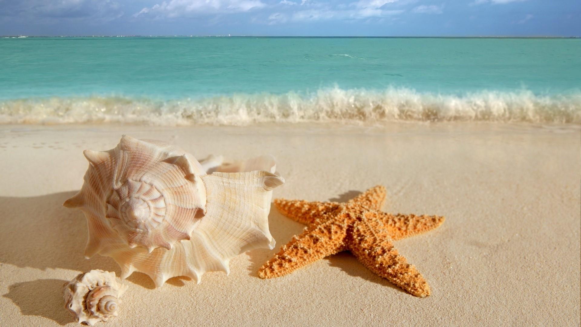 Snail Shell And Starfish On The Sandy Beach Wallpaper | Wallpaper ...
