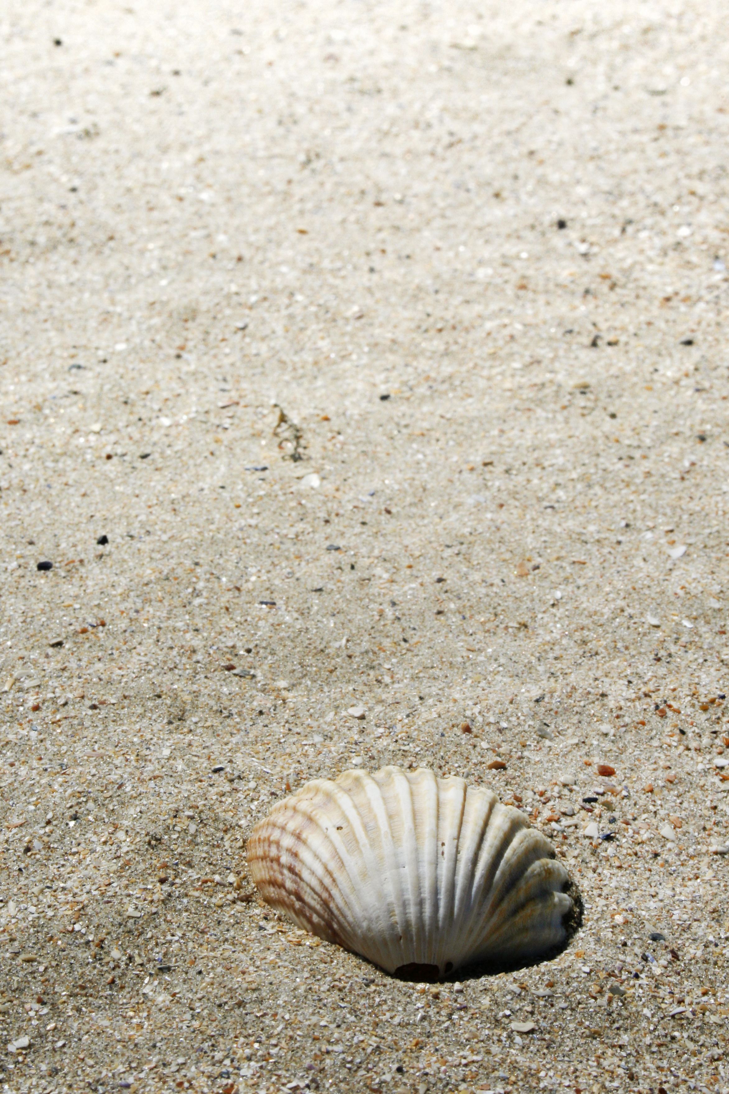 Shell on beach photo