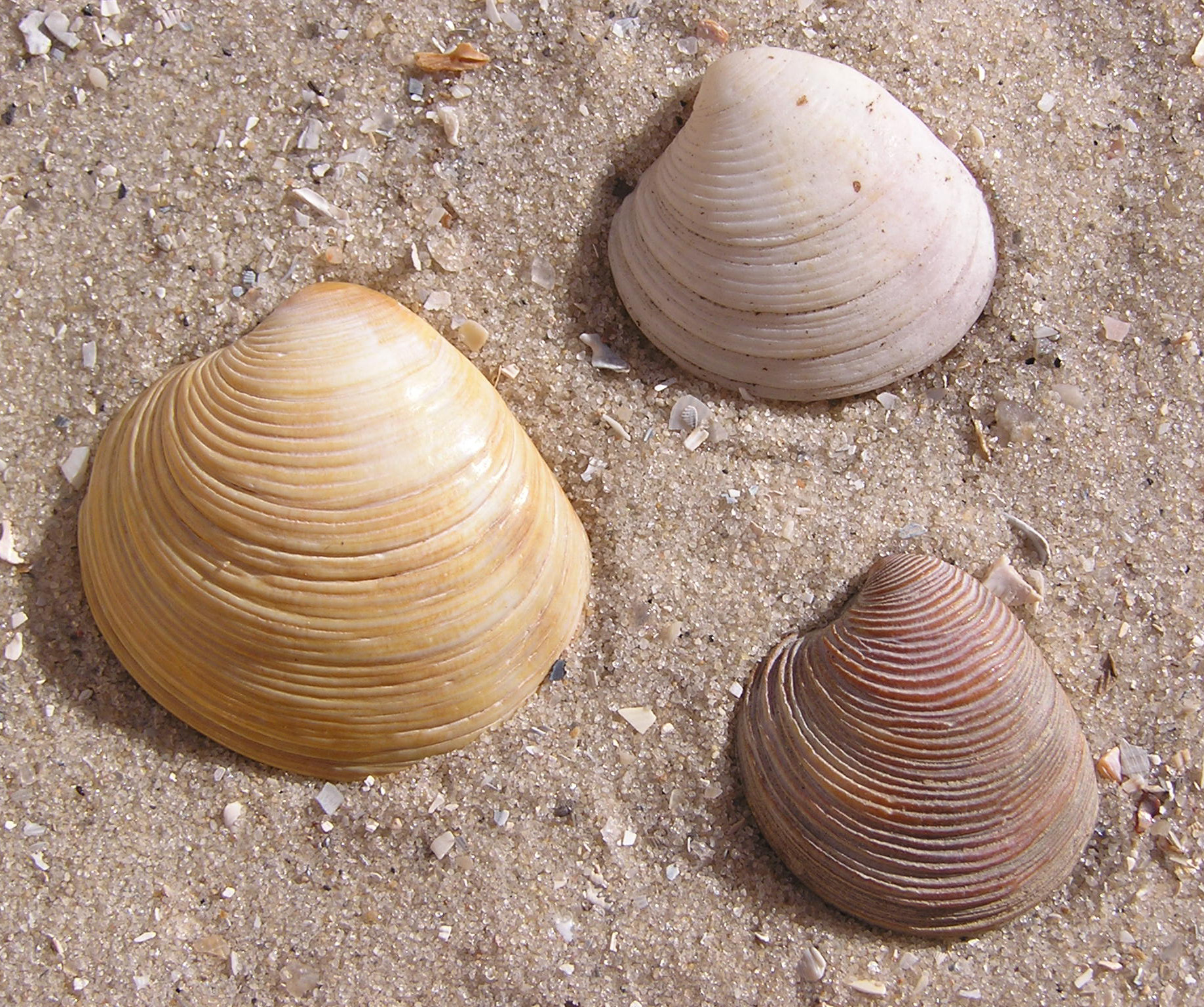 File:3 Chamelea gallina shells.jpg - Wikimedia Commons