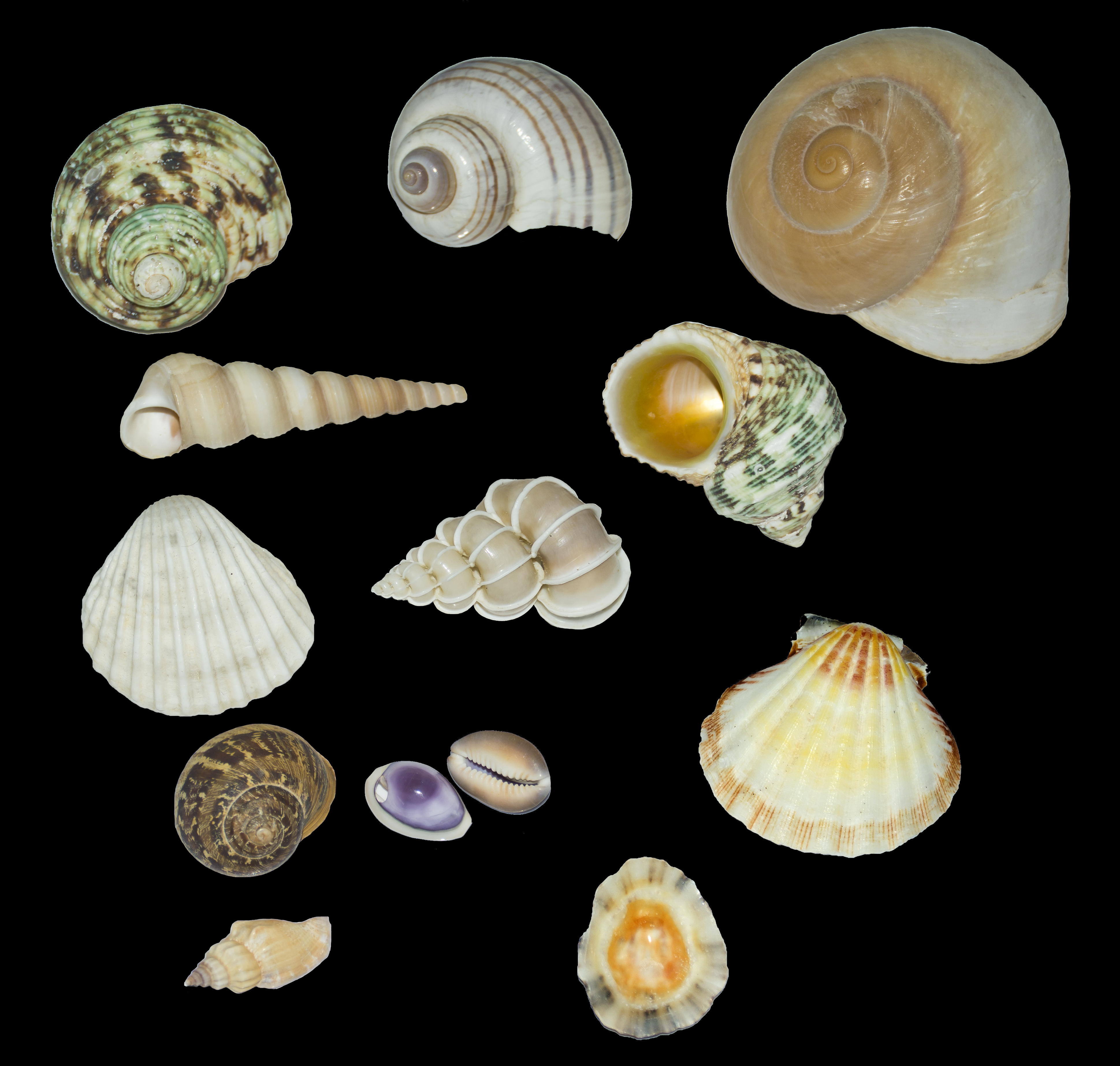 Mollusc shell - Wikipedia