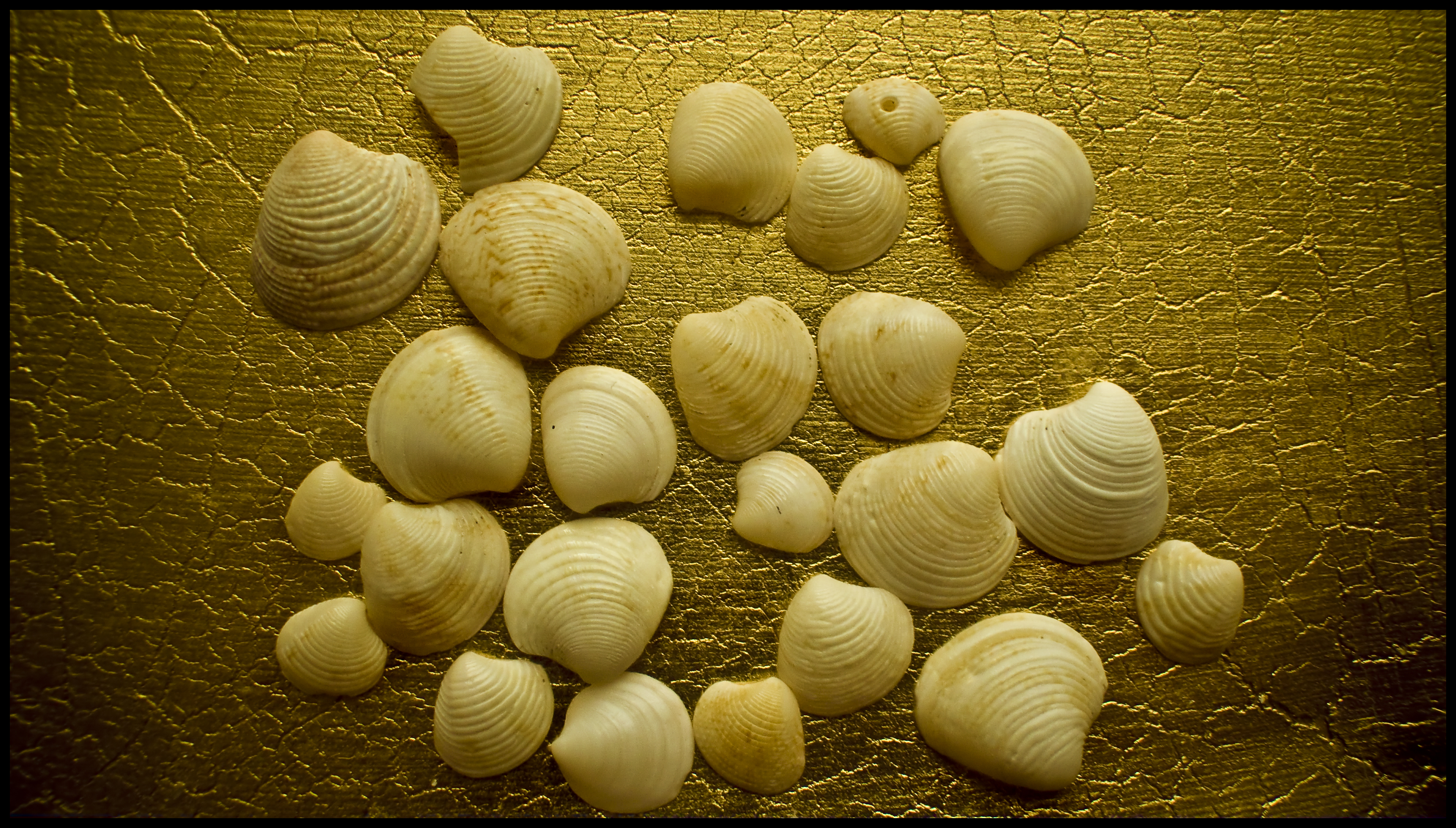 Shells on gold texture photo