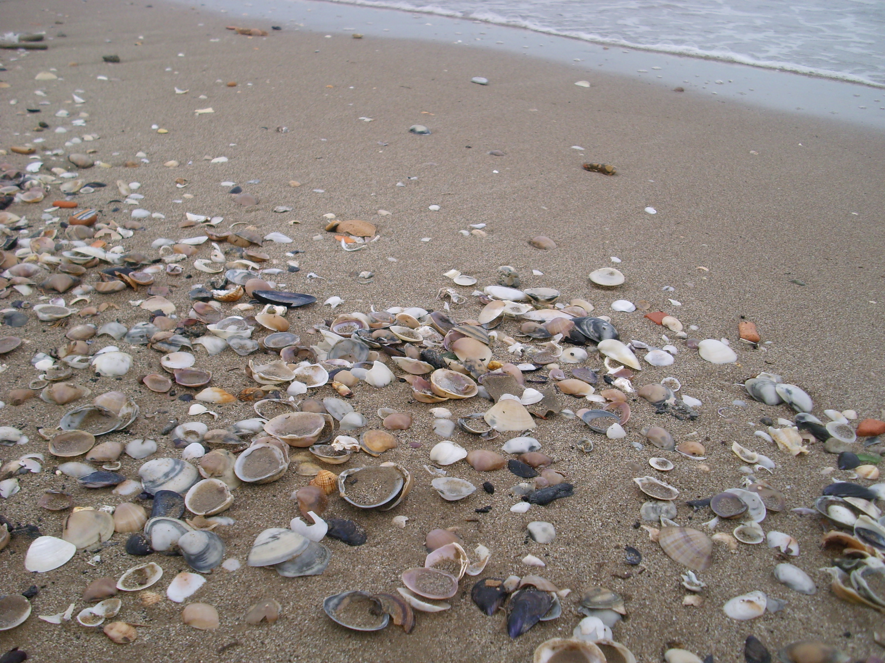 Seashell - Wikiwand