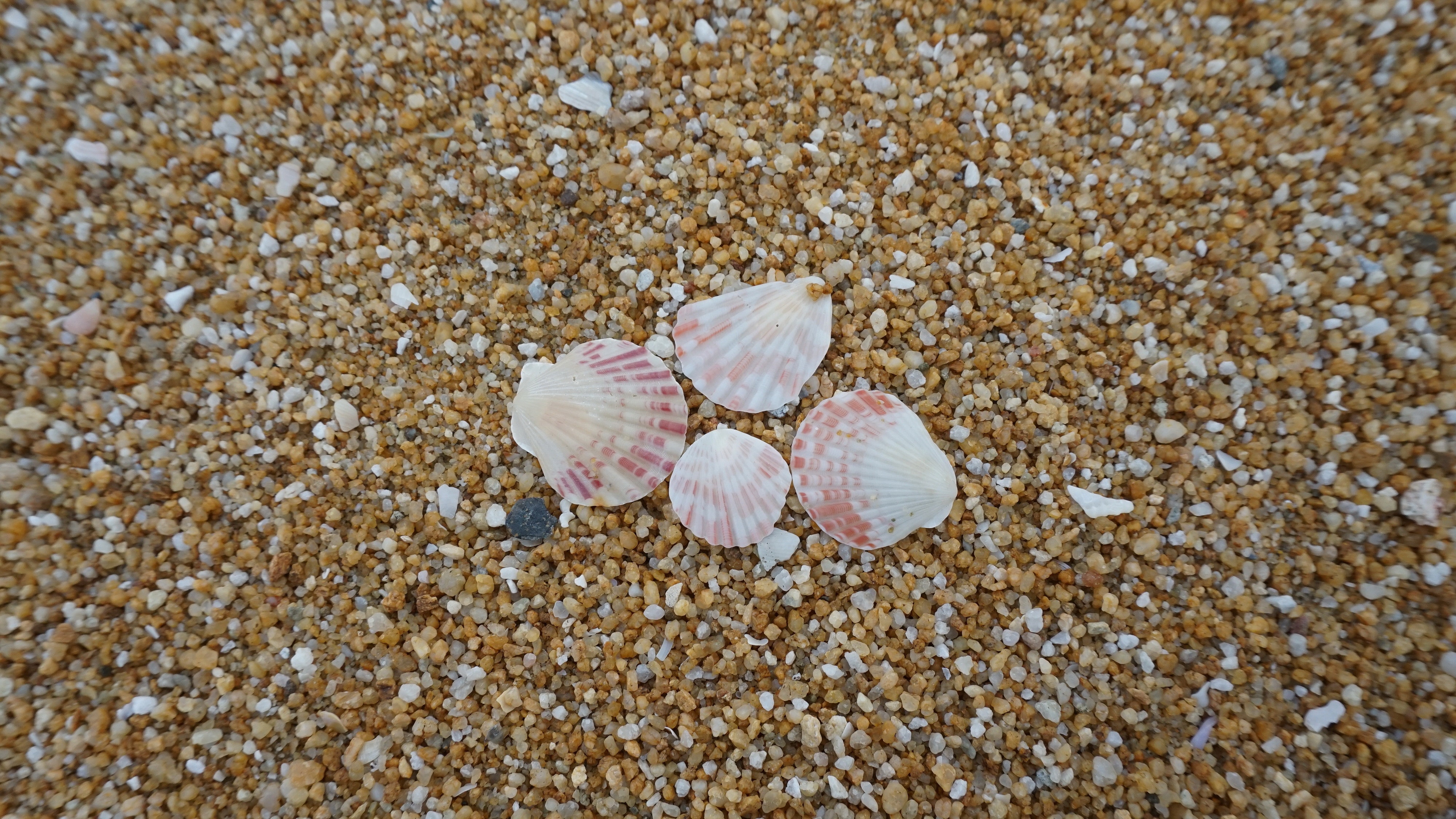 Shells on shore photo