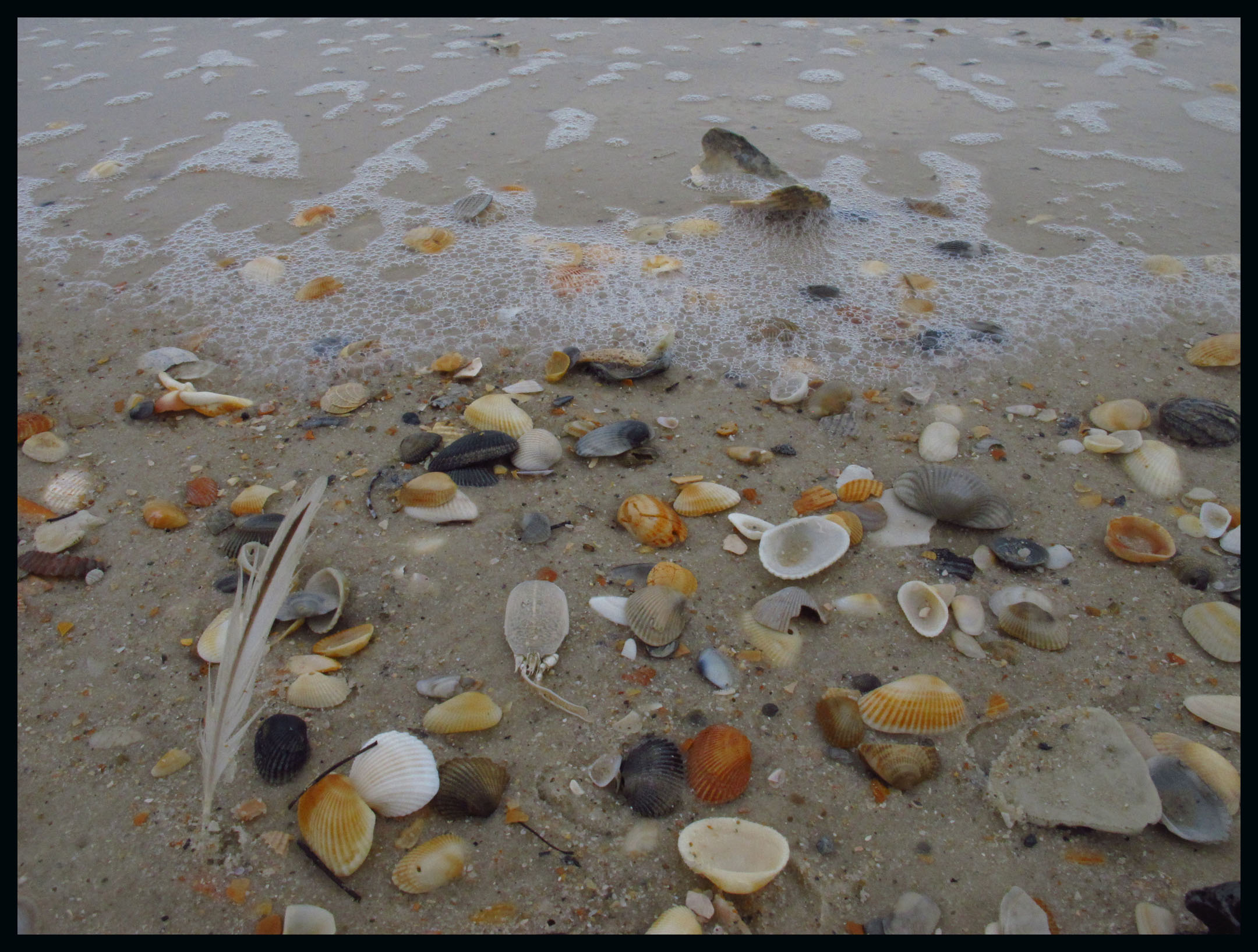Sea Shells on the Sea Shore… | patryantravels