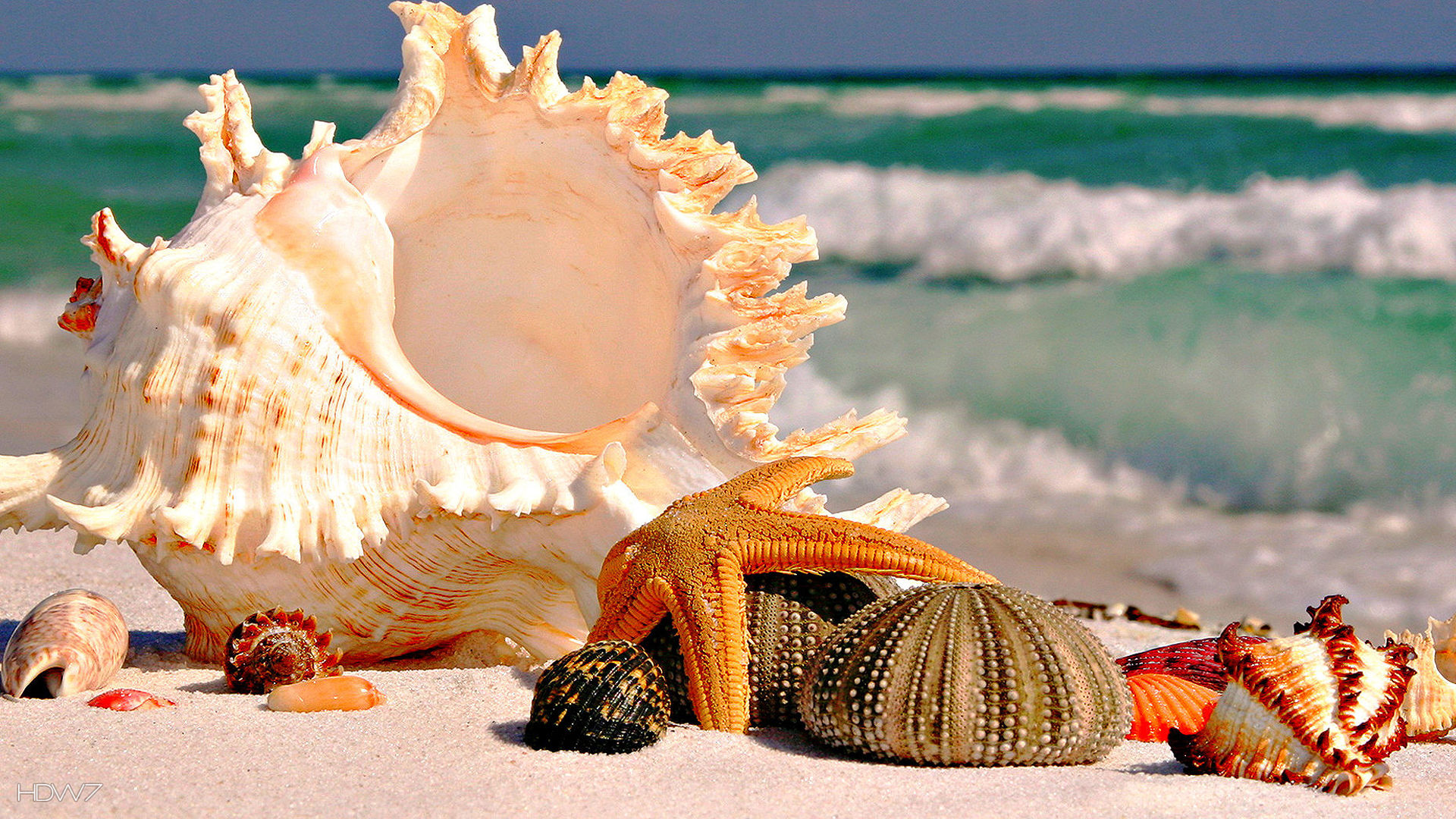 shells on the shore 1920x1080 | HD wallpaper gallery #25