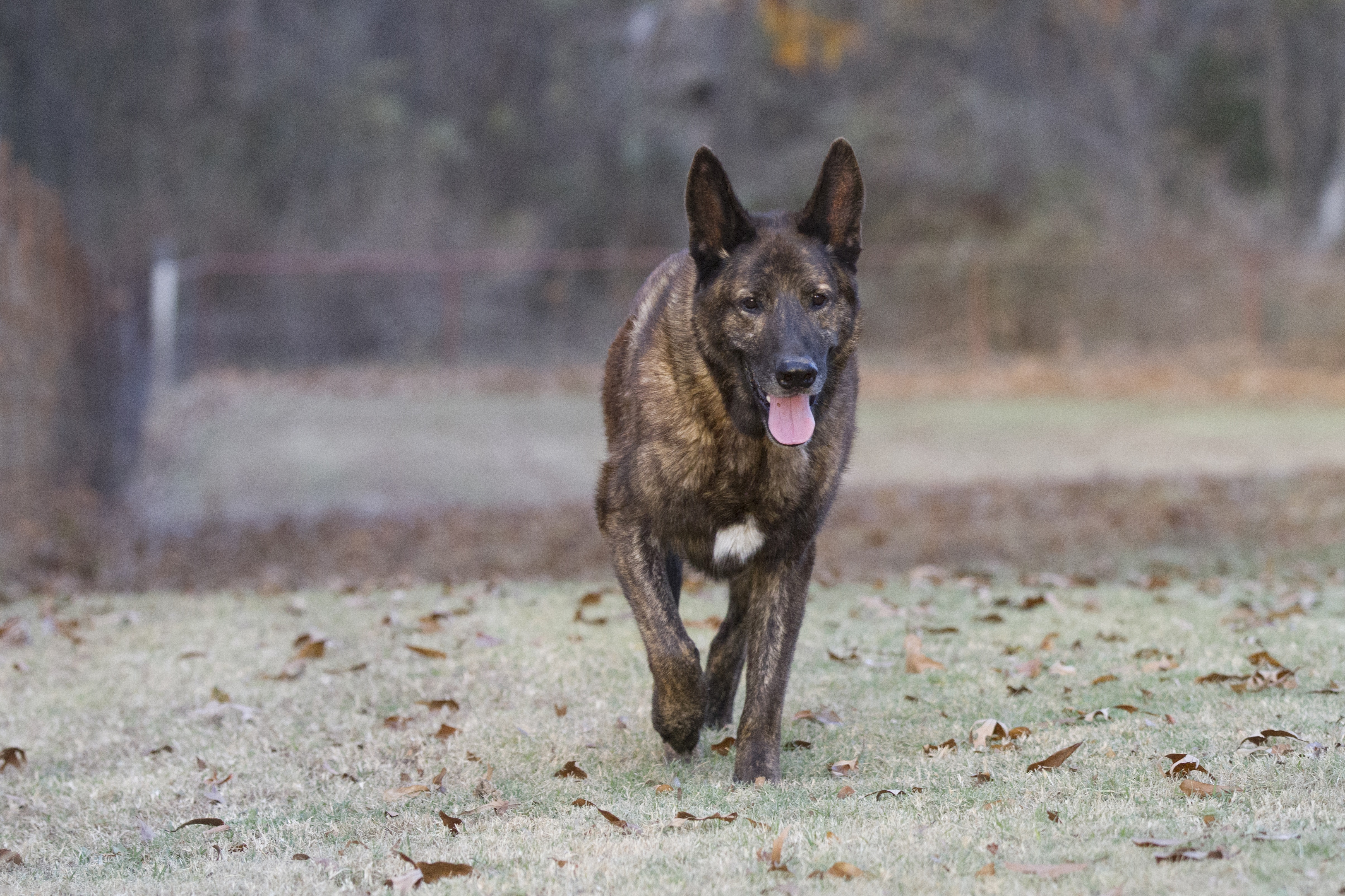 Dutch Shepherd Dog Breed Information & Pictures – Dogtime