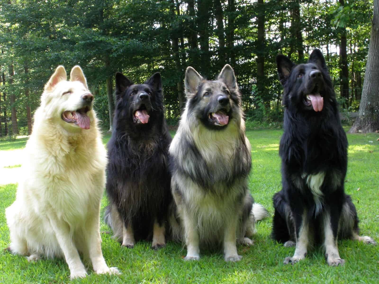 11 Things You Need to Know About the Shiloh Shepherd - Animalso