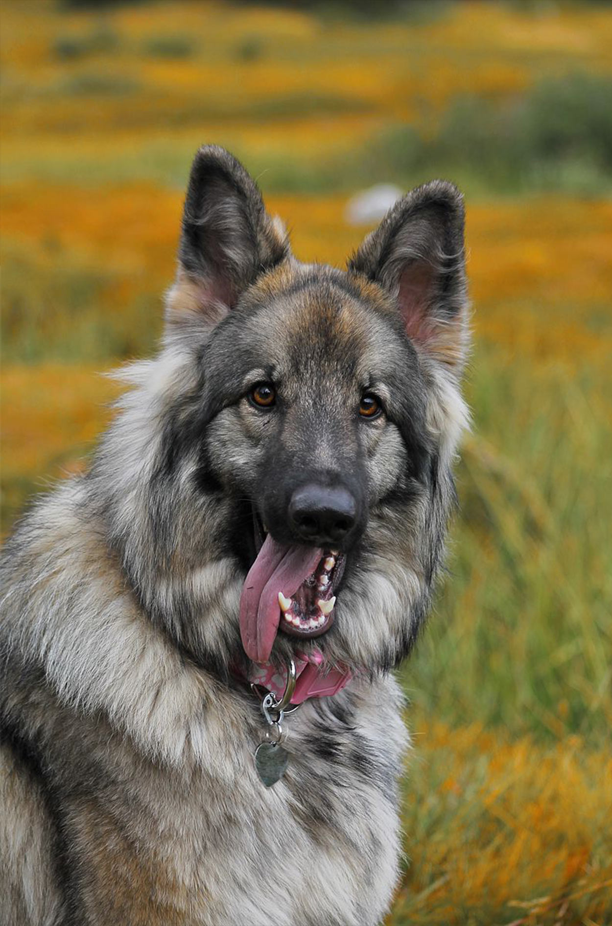 Shiloh Shepherd Dogs - A Complete Guide To The Breed
