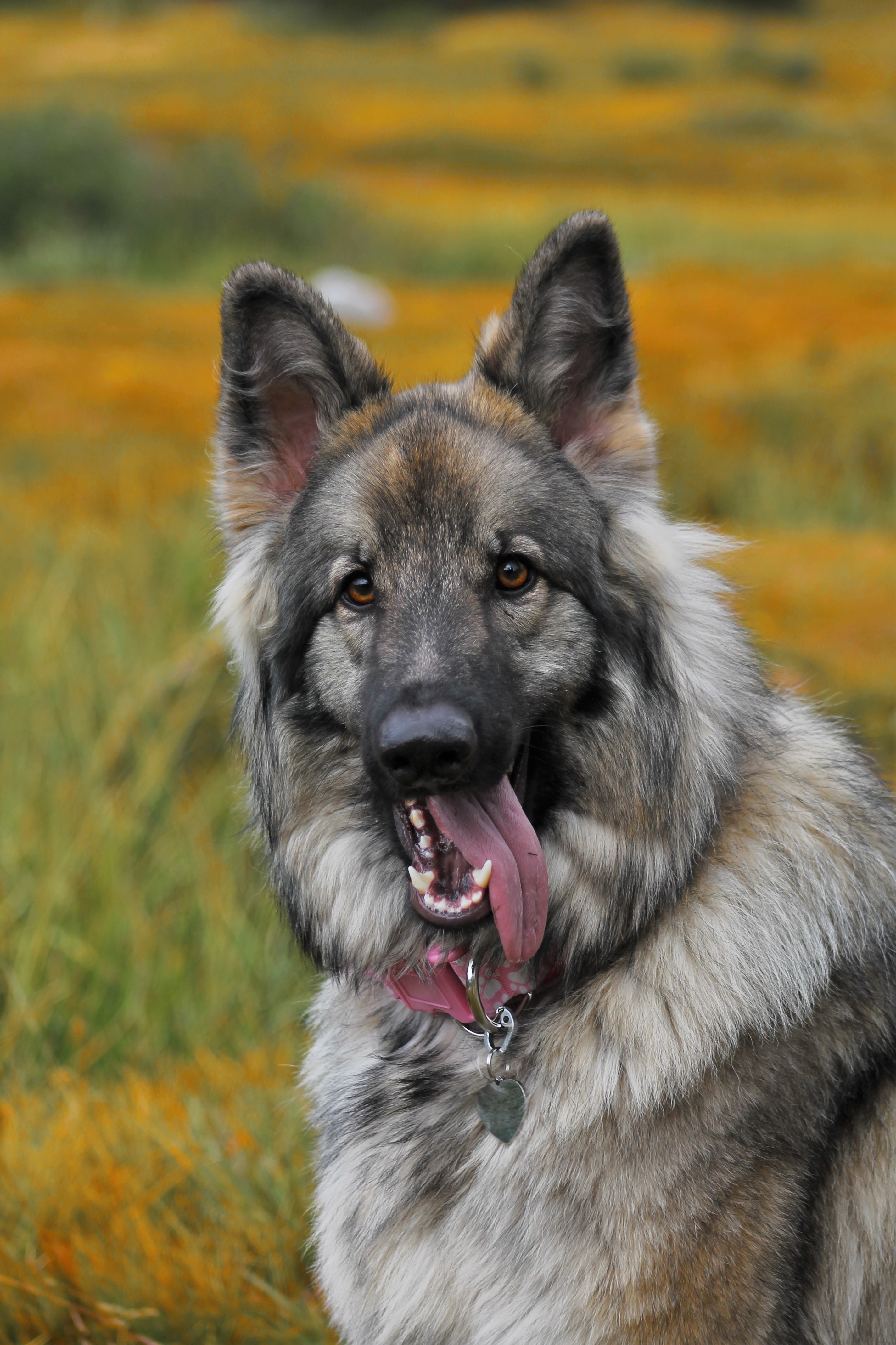 Shiloh Shepherd dog - Wikipedia