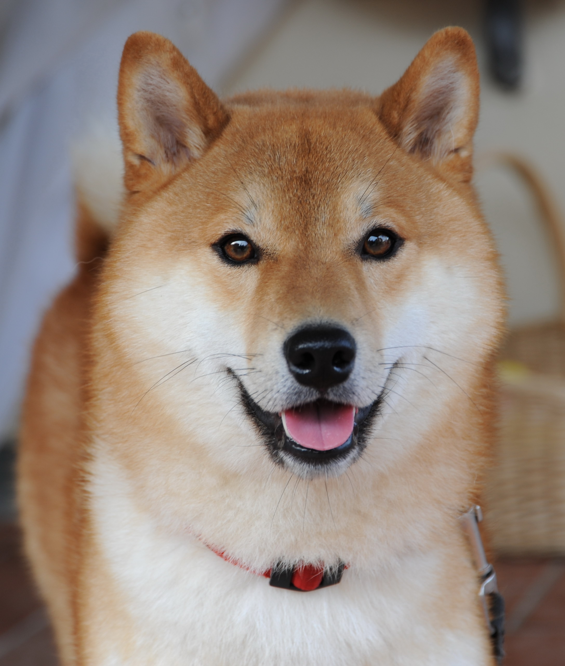 Shiba Inus: The Happiest Dog In All The Land