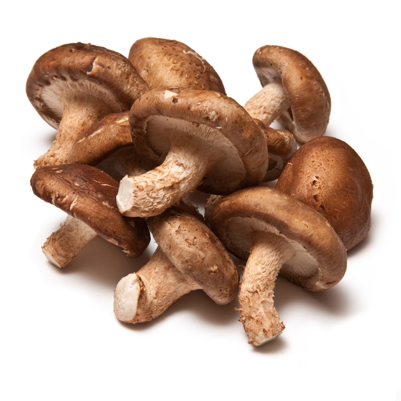 Shiitake Mushroom Tincture – Bear Wallow Herbs