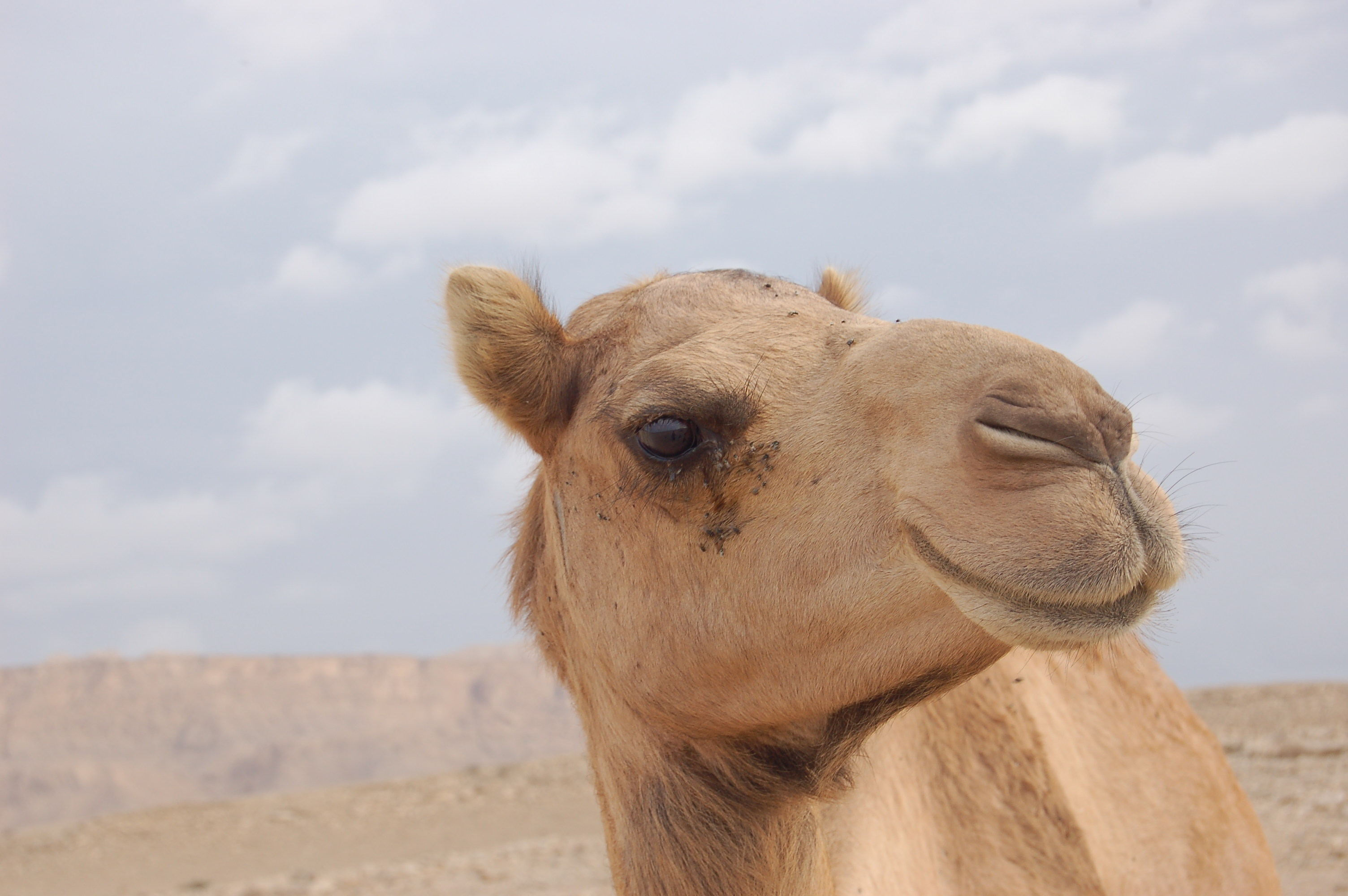 Ship of the desert, Animal, Camel, Desert, Head, HQ Photo