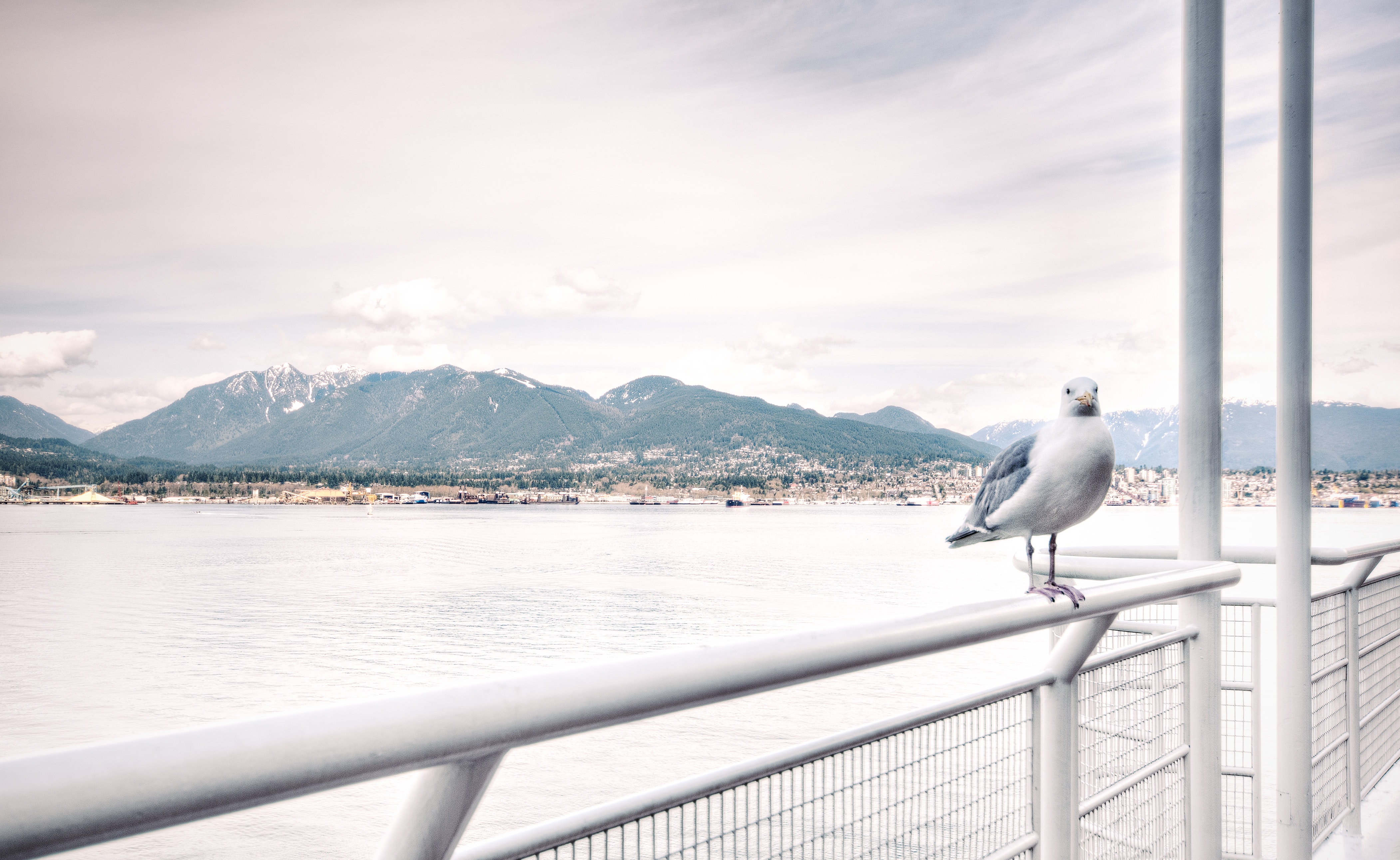 Ship view of white bird on white steel rail during daytime photo