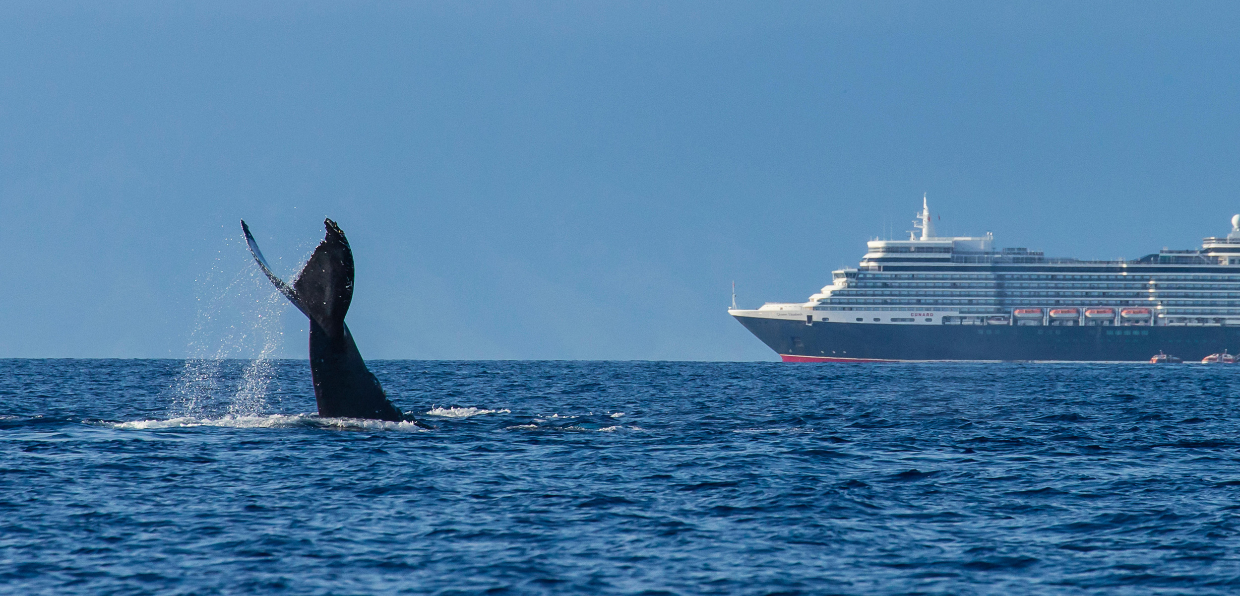 Why Don't Whales Get Out of the Way? | Hakai Magazine