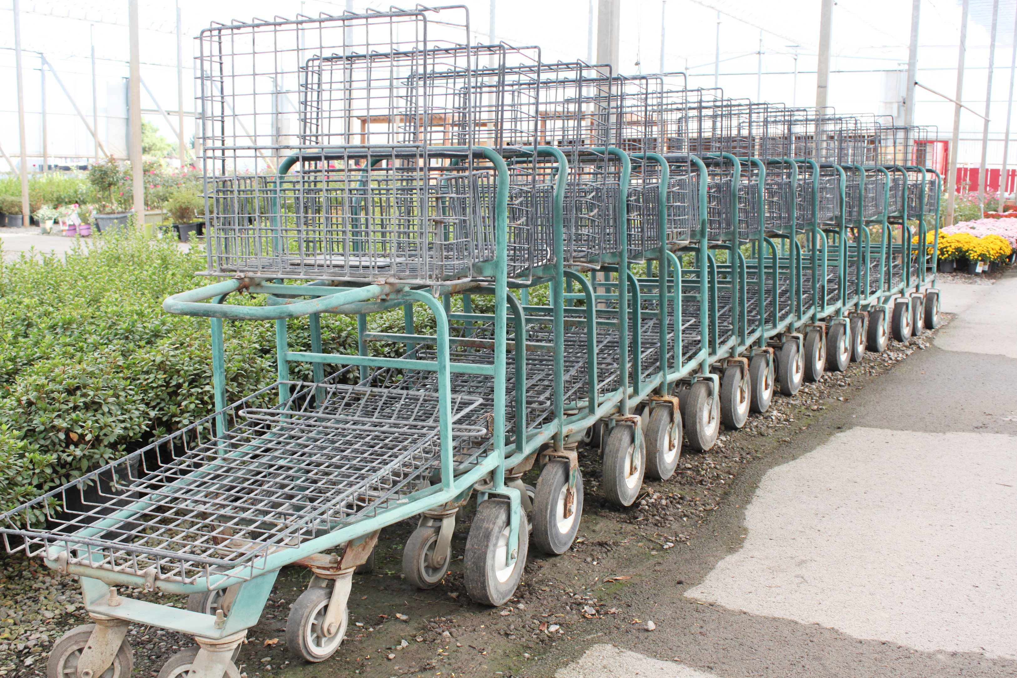 Shopping carts in a garden center photo
