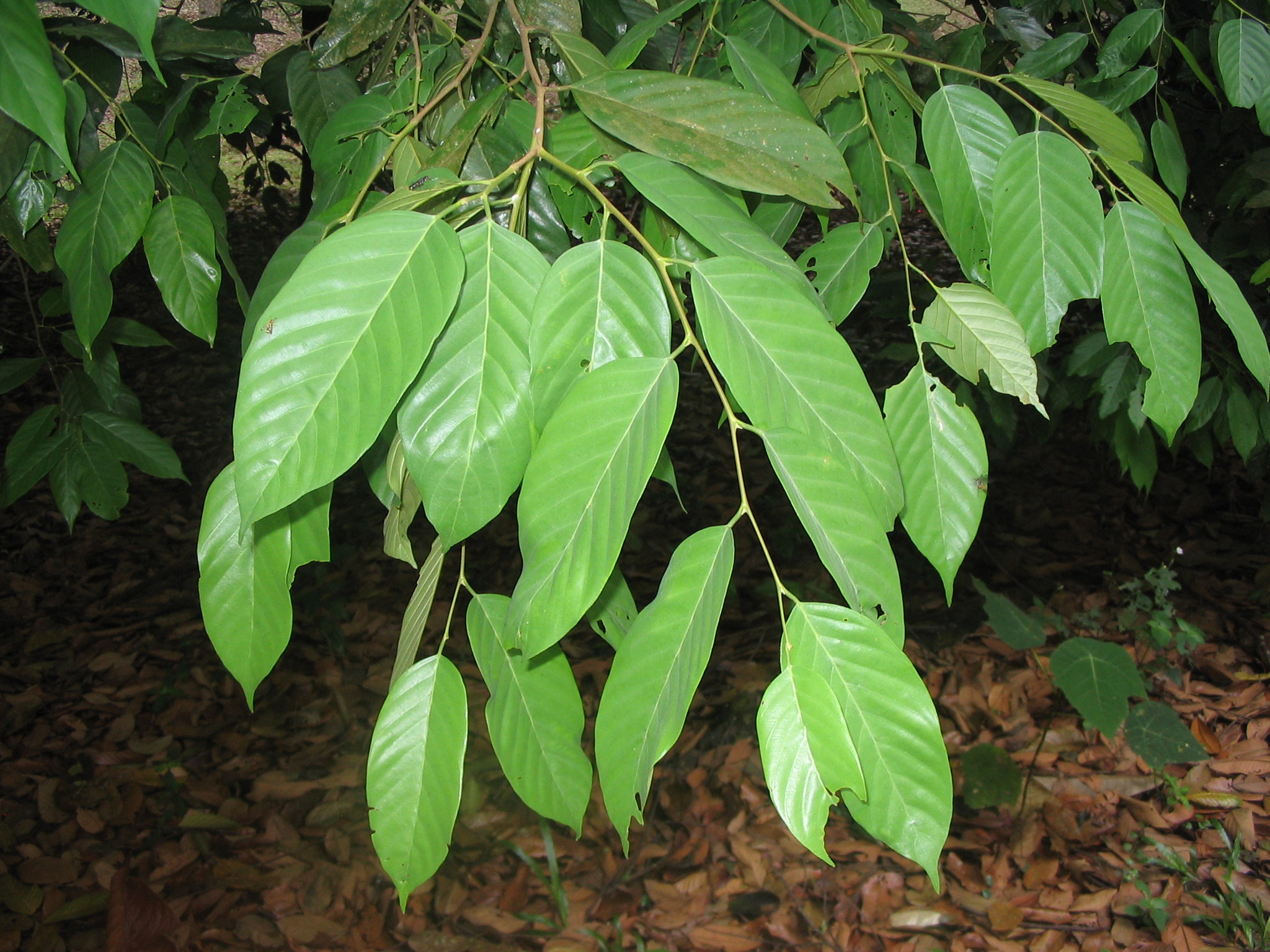 Shorea sumatrana - Useful Tropical Plants