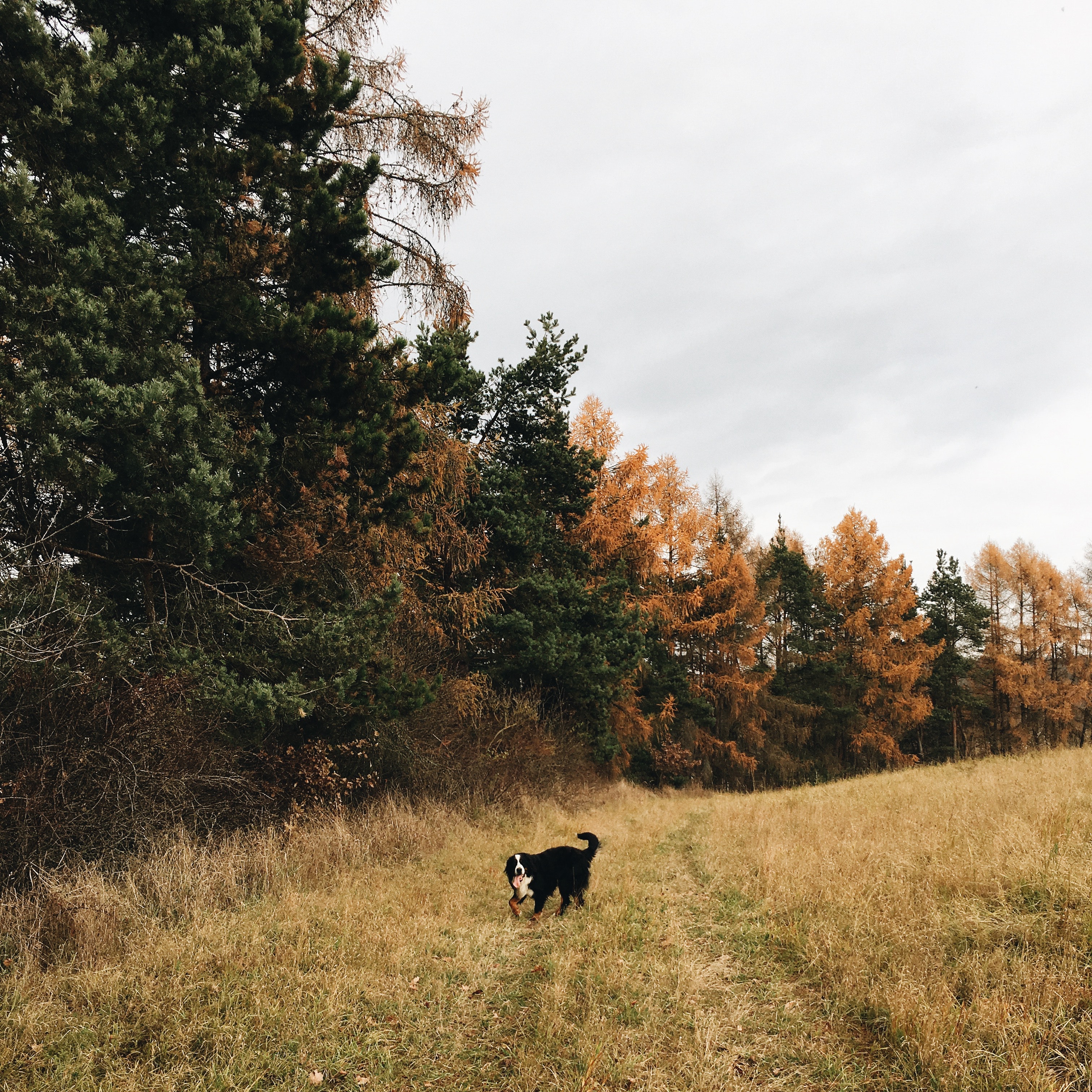 Short-coated black and white dog standing in forest photo
