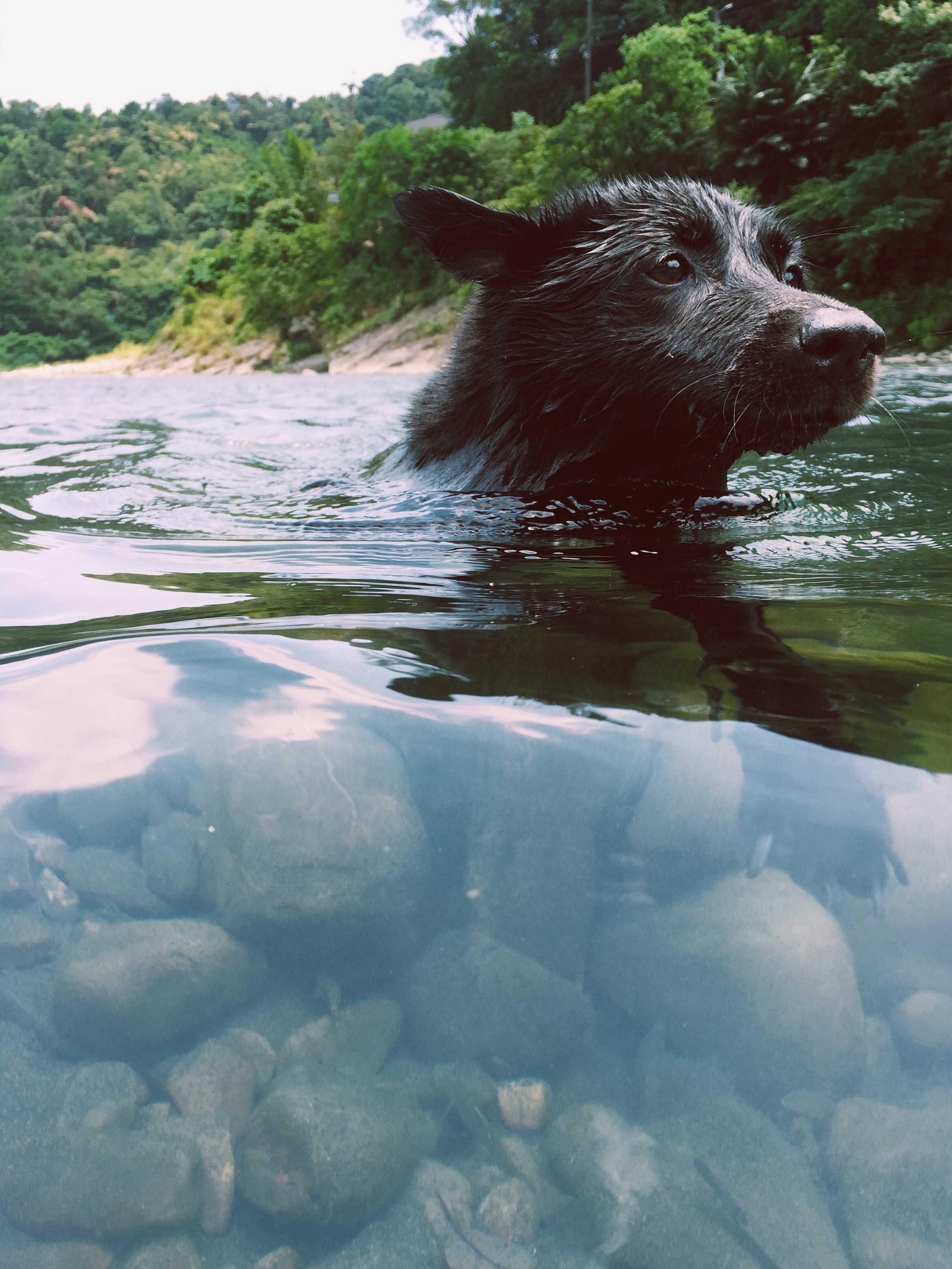 Short-coated black dog in body of water photo
