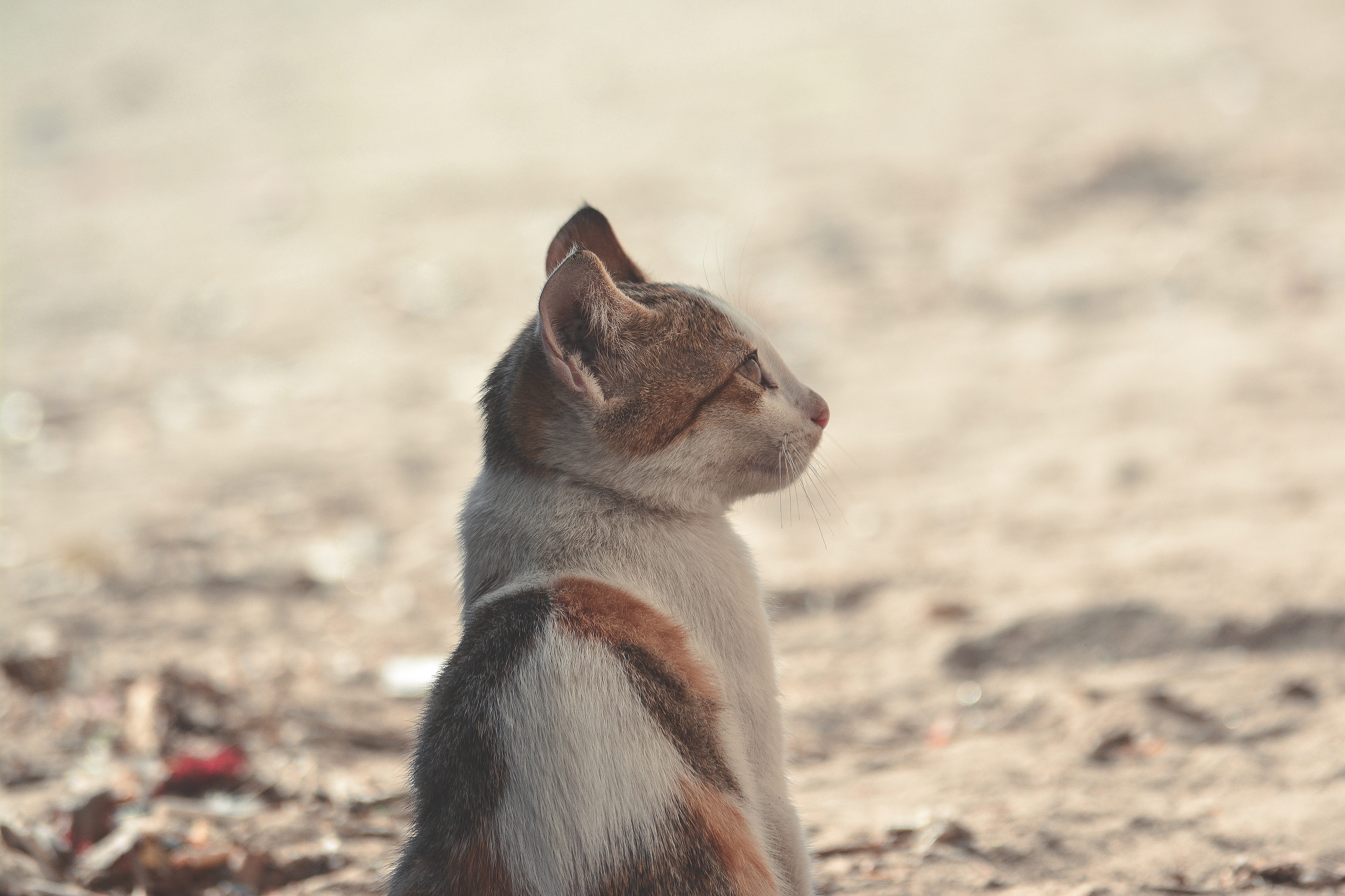 Short-coated Black Orange White Cat, Adorable, Ground, Whiskers, Tabby, HQ Photo