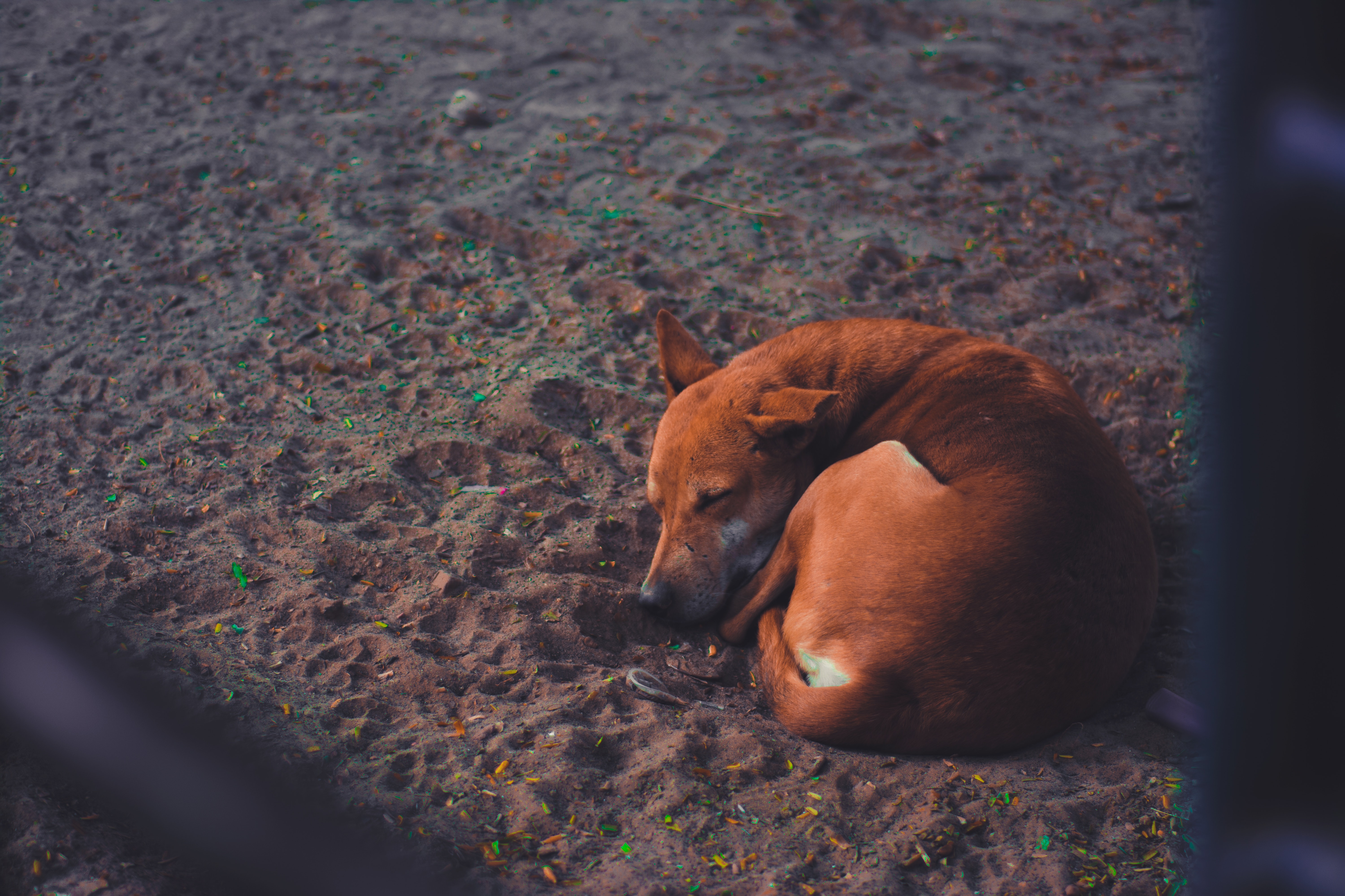 Short-coated dog sleeping on soil ground at daytime photo