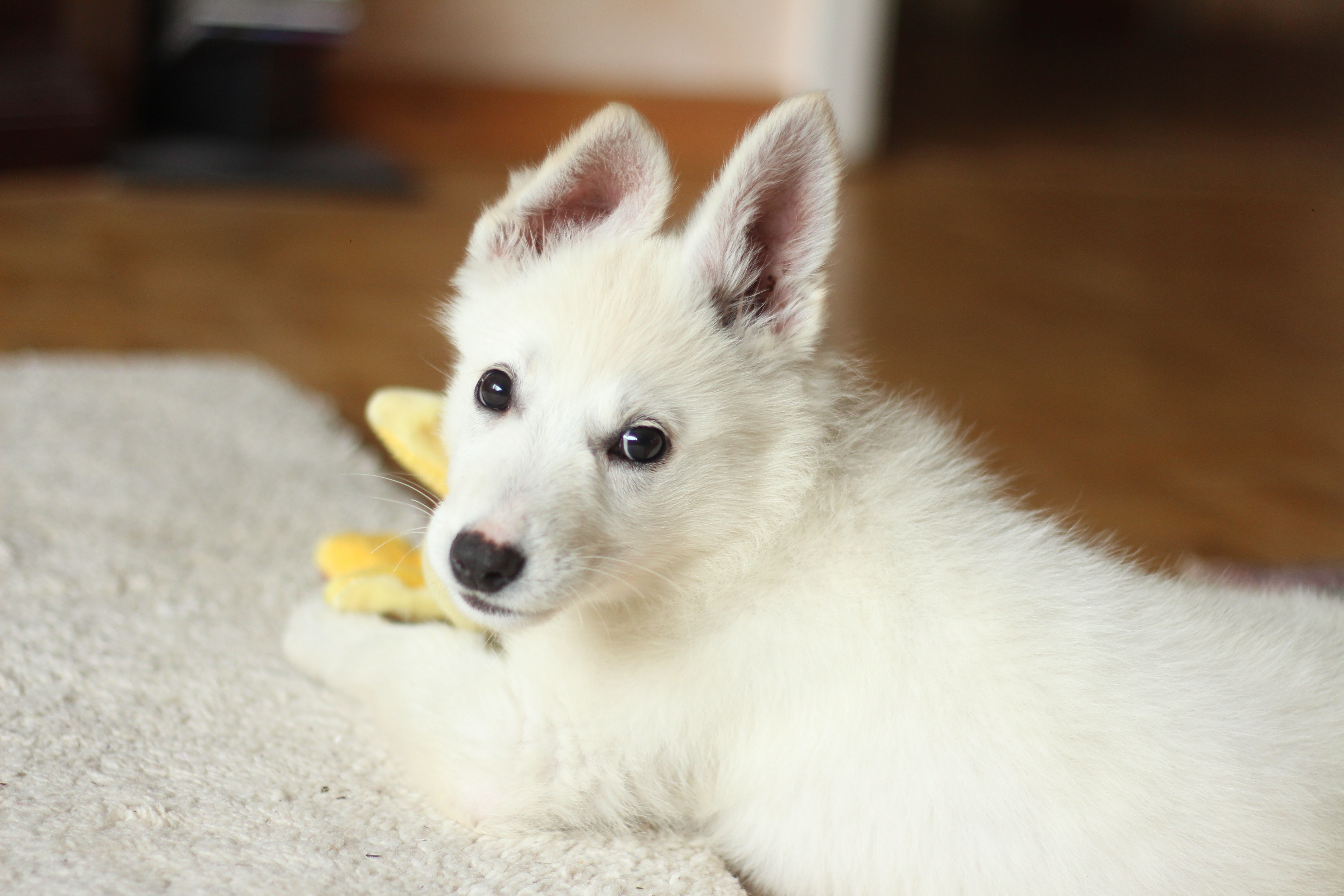 Short-coated white dog on white textile photo