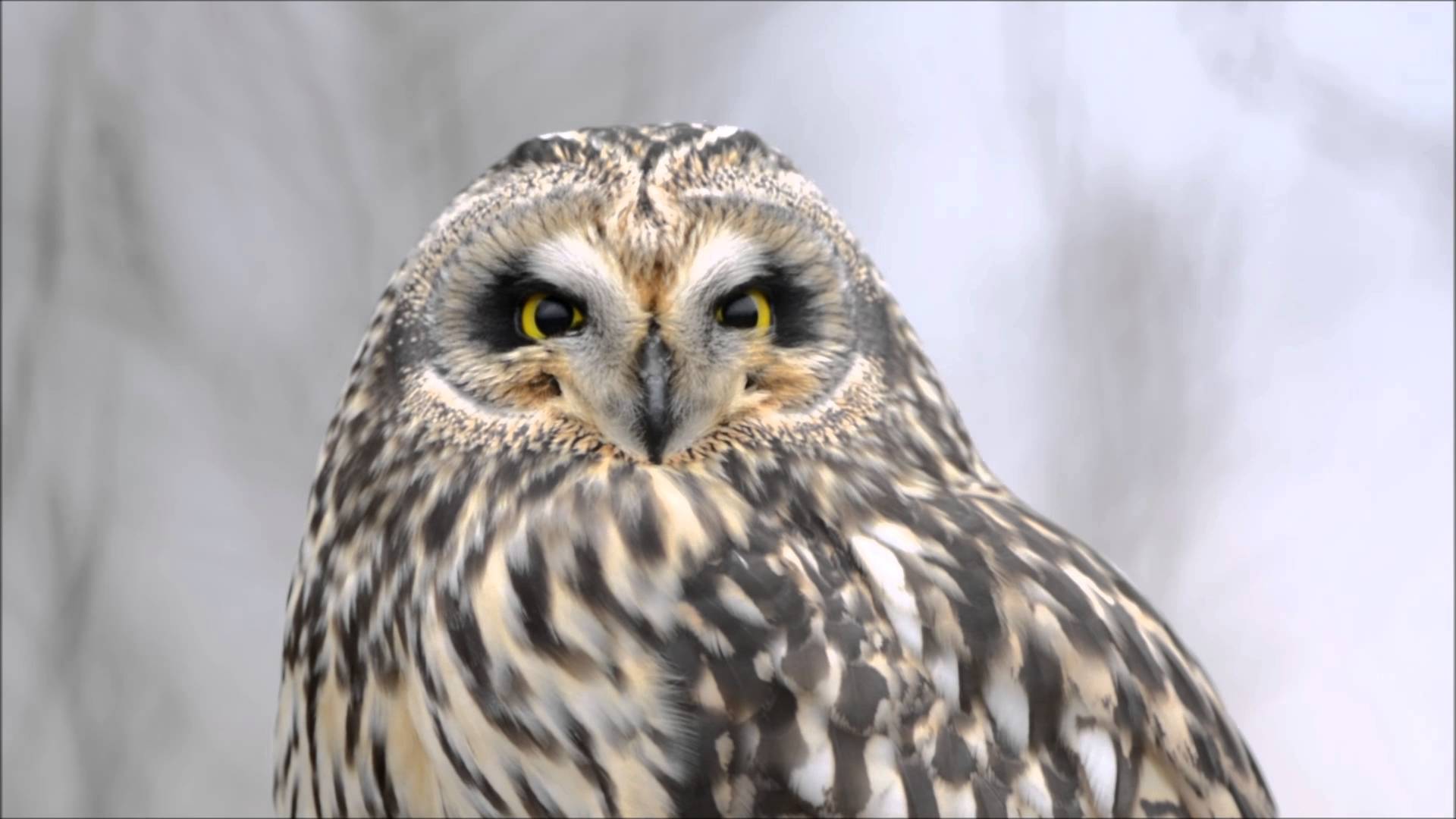 Short-eared Owl - YouTube