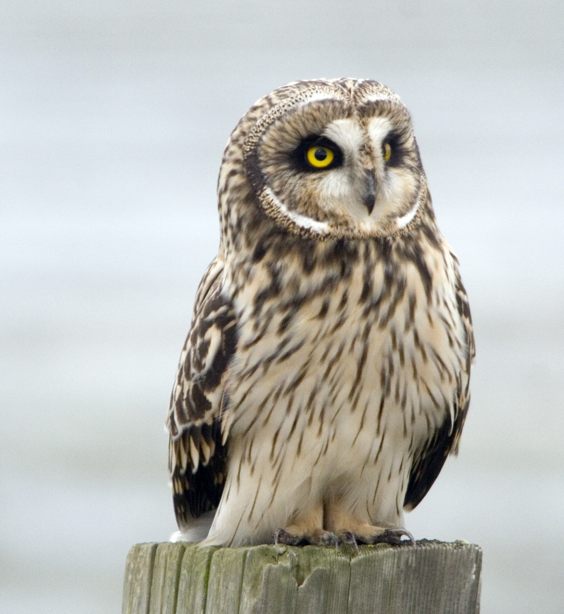 Short-eared Owls, Winter's Visitors - The Infinite Spider