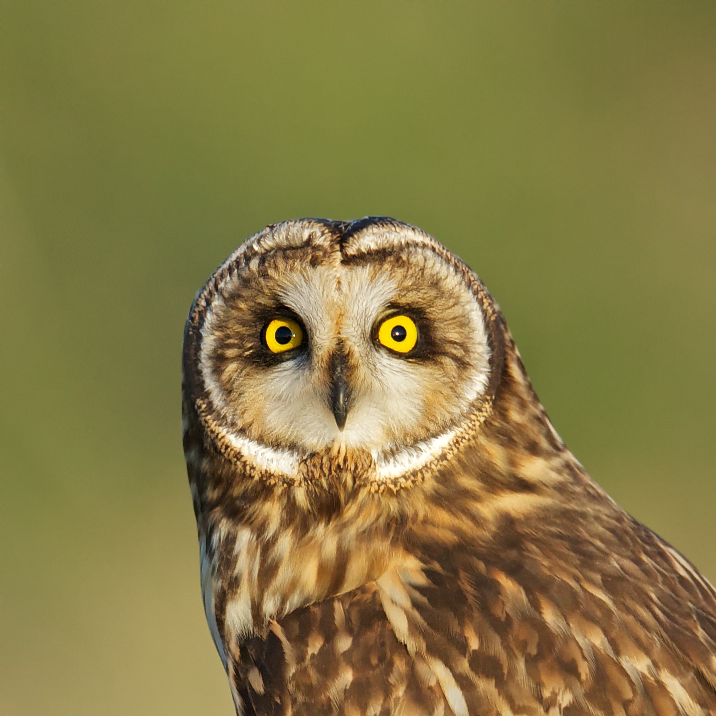 A Short-eared Owl Stares | BirdNote