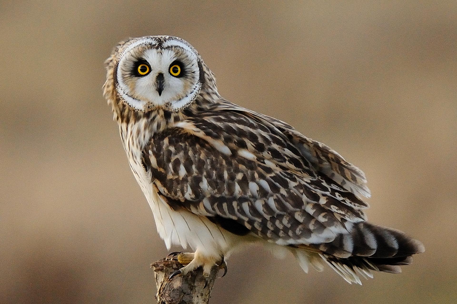 Short-eared Owl (Asio flammeus) Perched SEO. | the Internet Bird ...