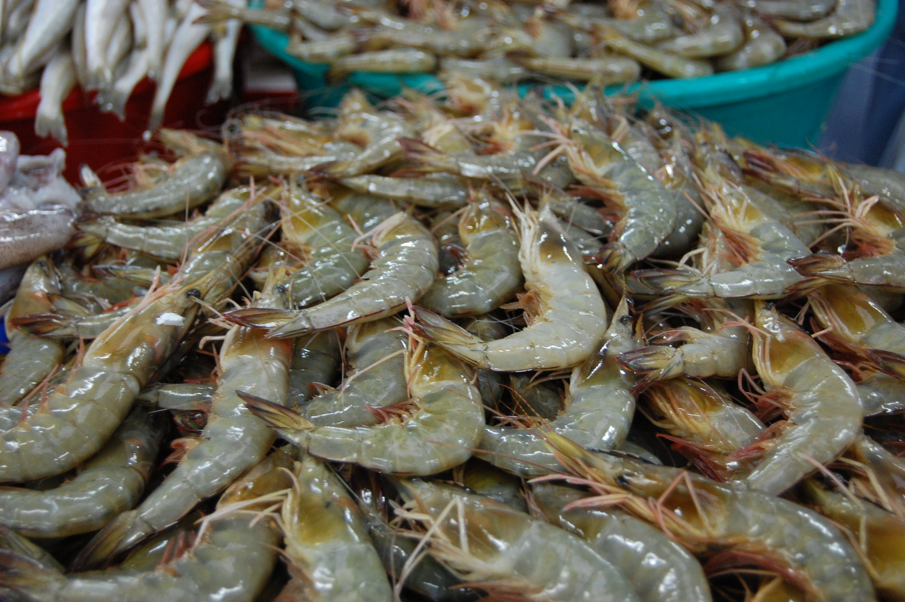Shrimp at fishmarket photo