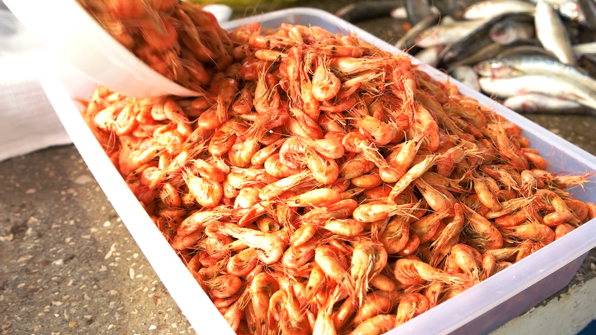 Boiled sea shrimp on the fish market. Sale tasty shrimp on market ...