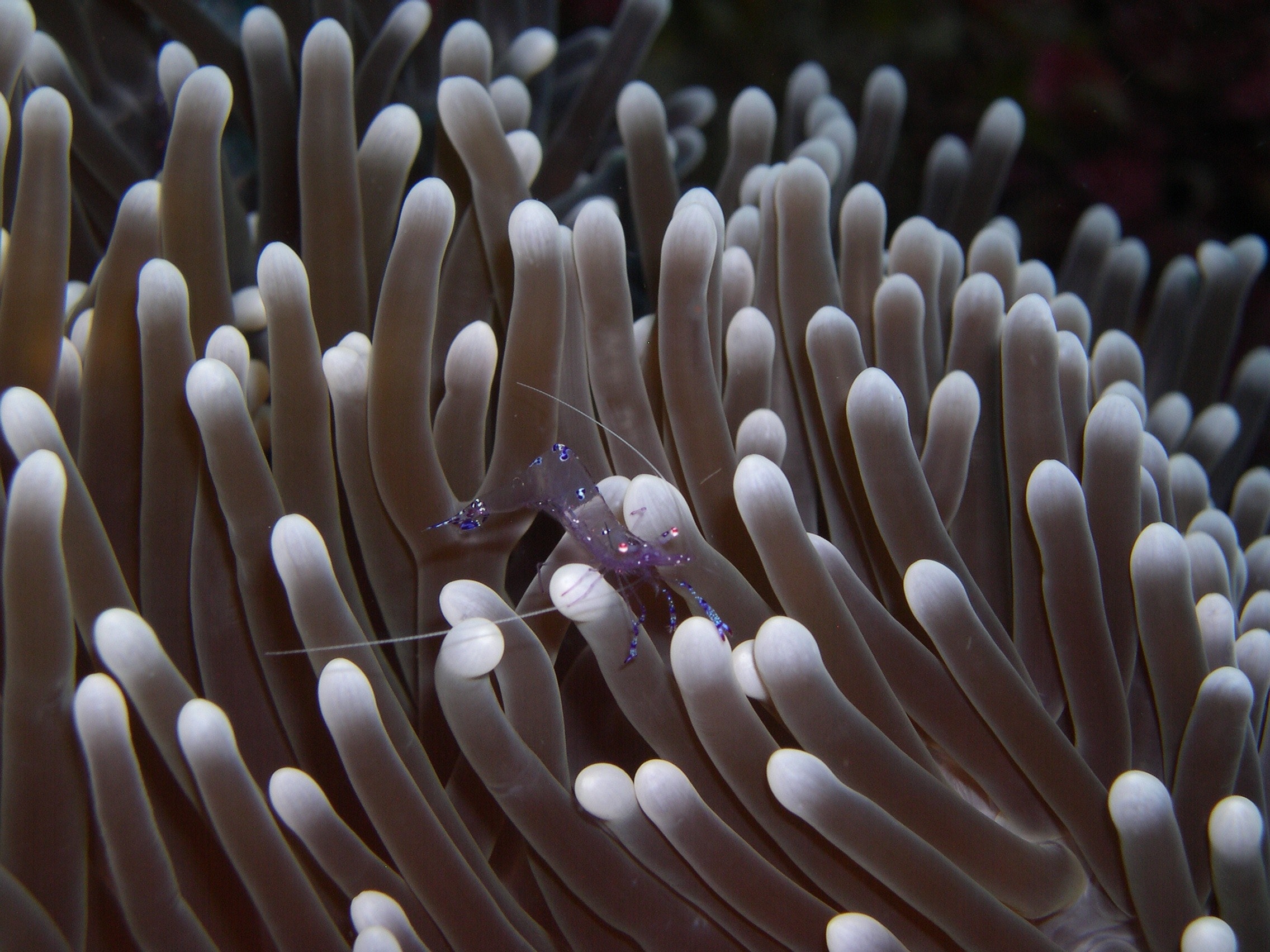 Shrimp on sea anemone photo