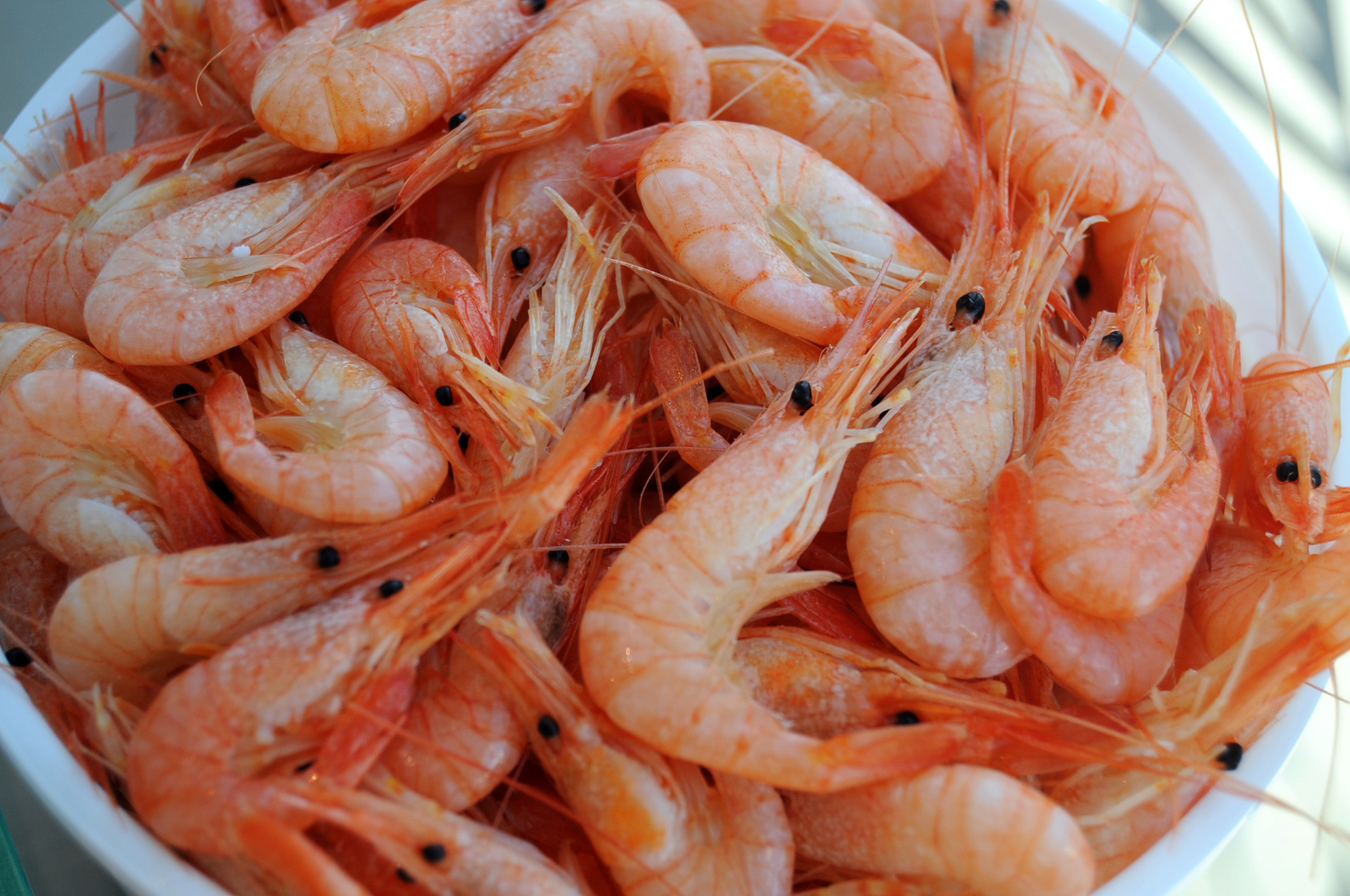 Shrimp Output Exceeds 20K Tons | Financial Tribune