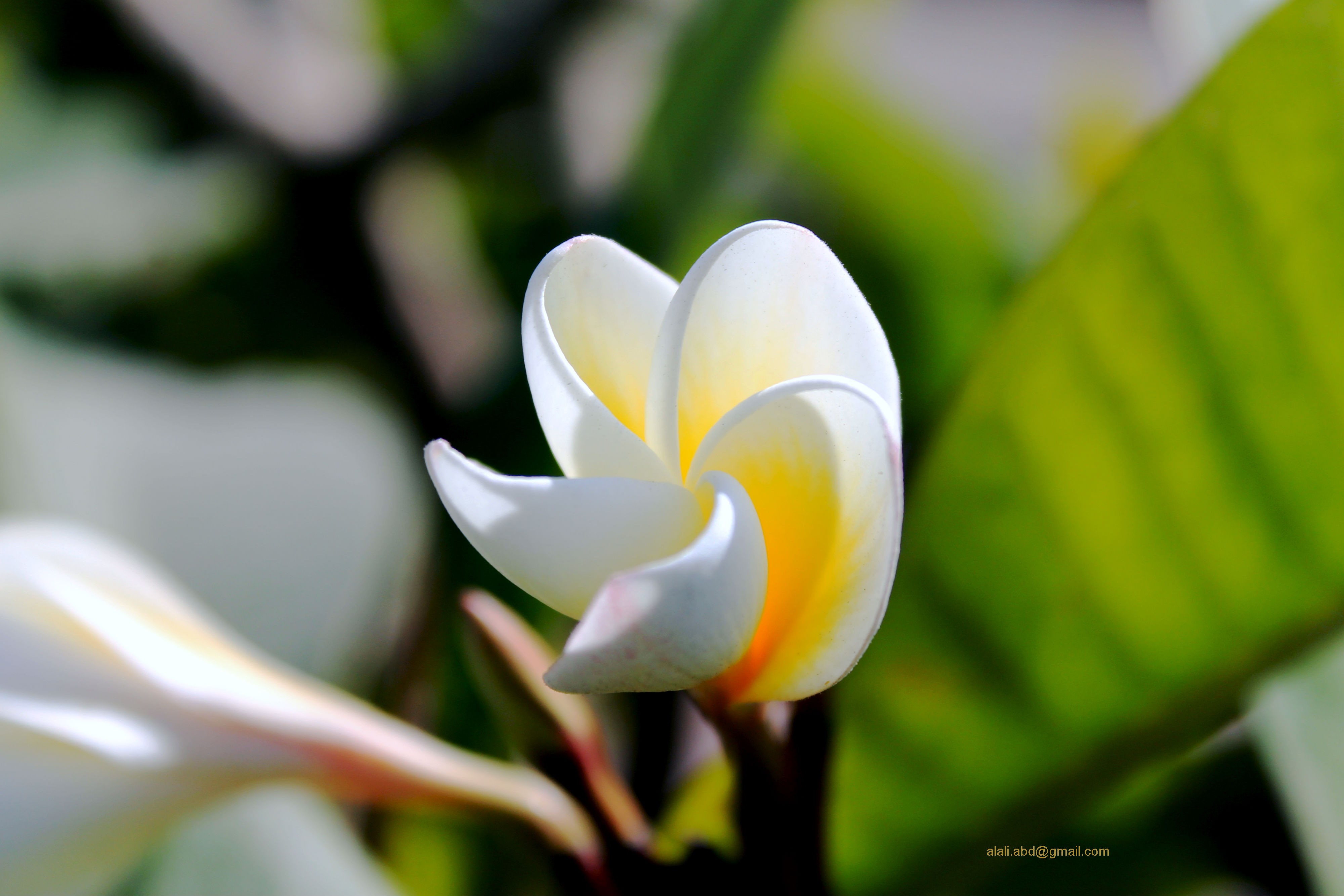 Flower: Nice White Shy Abu Dhabi Flower Wallpaper Images for HD 16:9 ...
