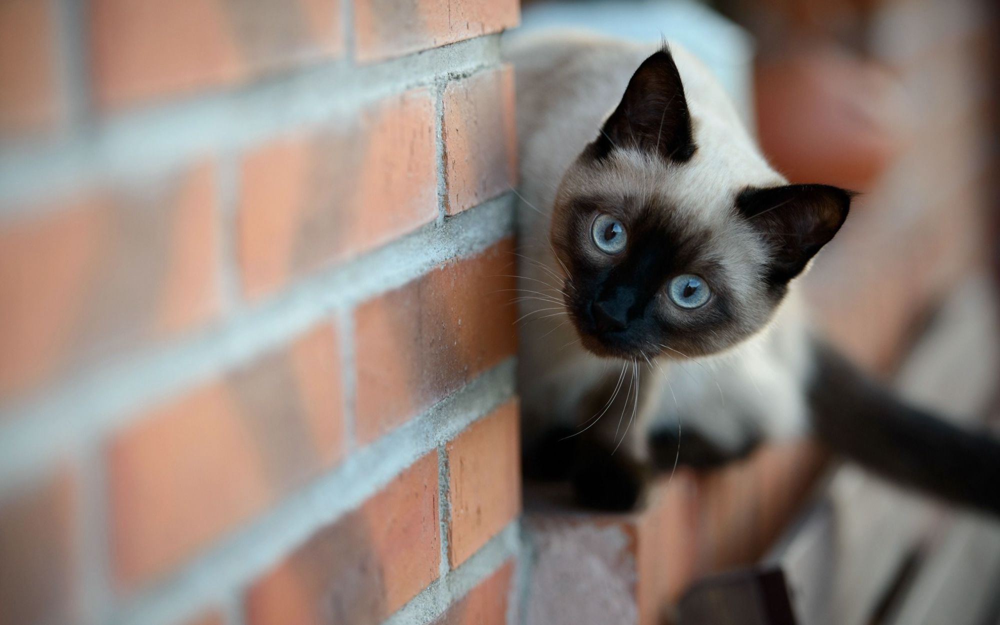 The Symbolic Meaning of Siamese Cats [Felis catus] – Whispers ...