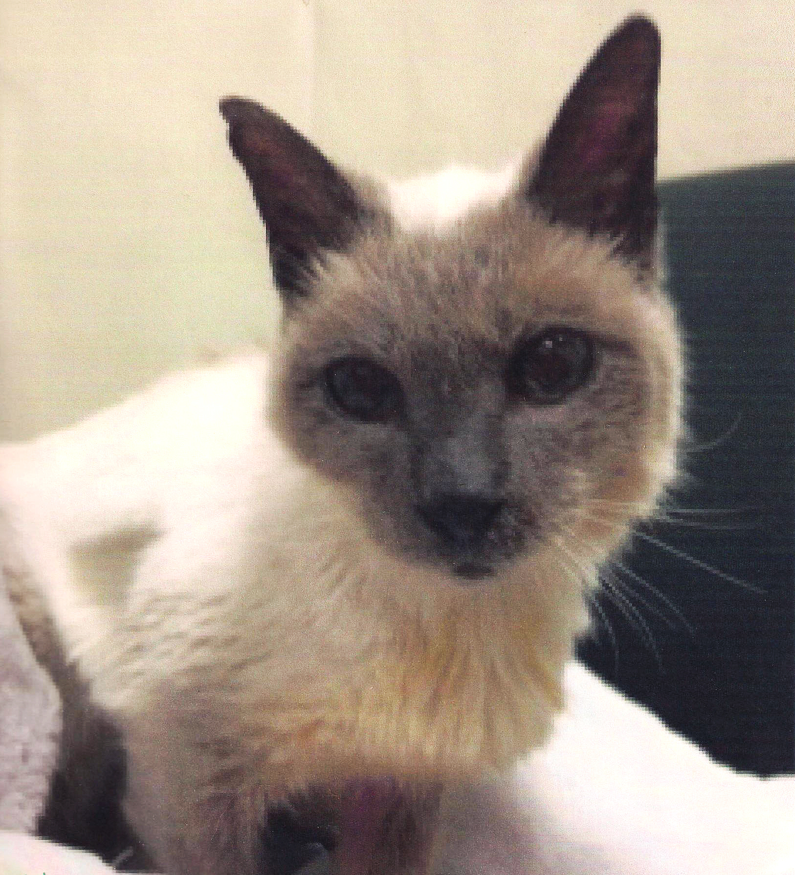 30-year-old Siamese is world's oldest living cat | The Japan Times