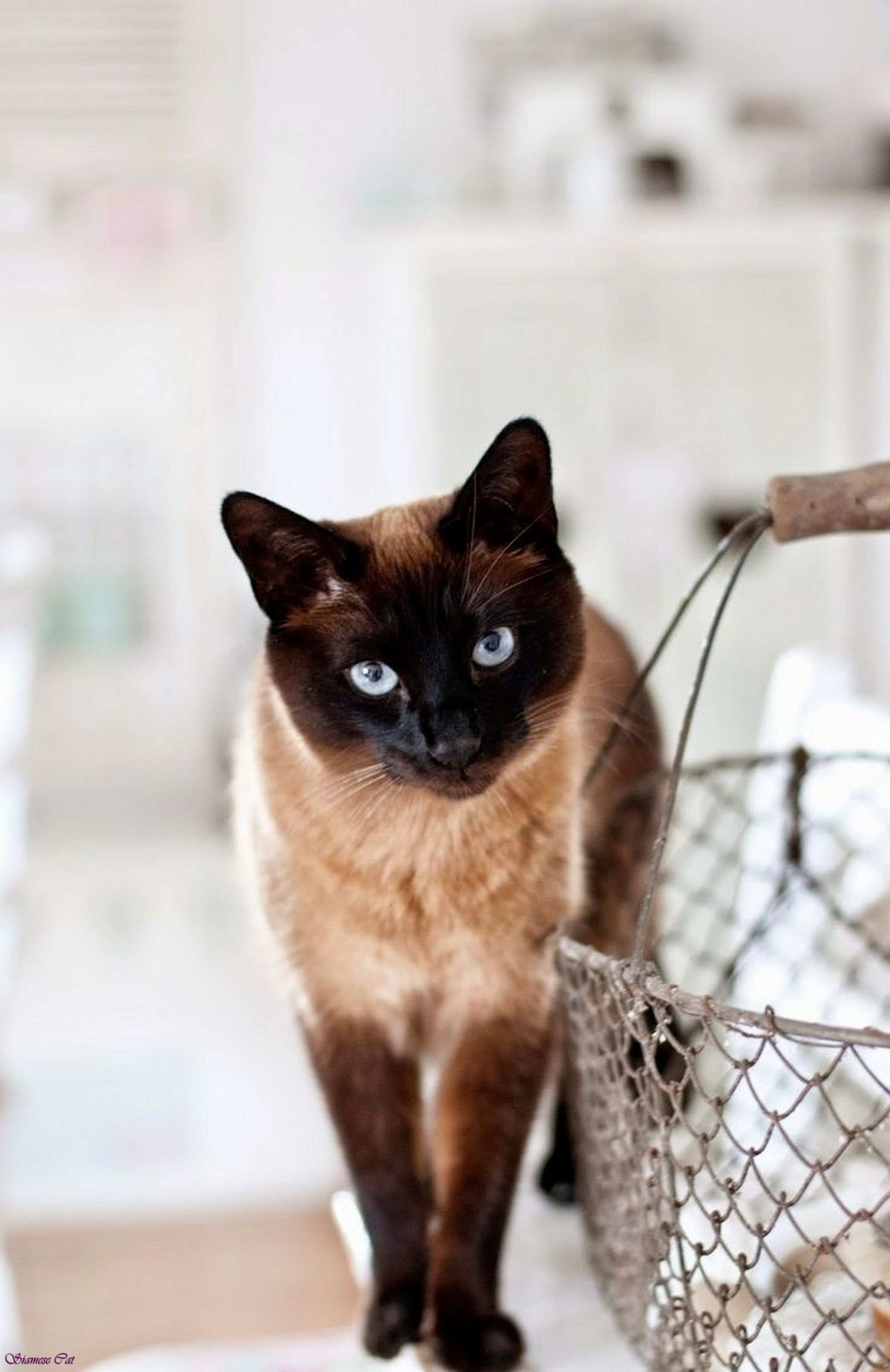 Image - Black-siamese-cat-with-blue-eyes-black-half-siamese-cat ...