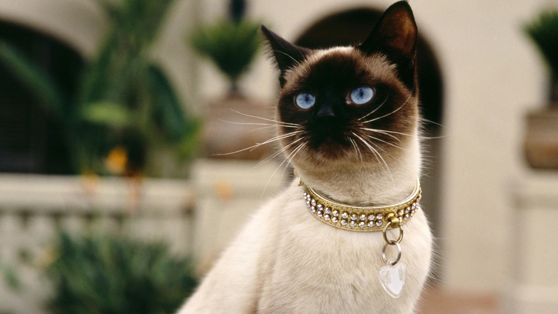 Image - Siamese-cats-diamond-collars.jpg | Animal Jam Clans Wiki ...
