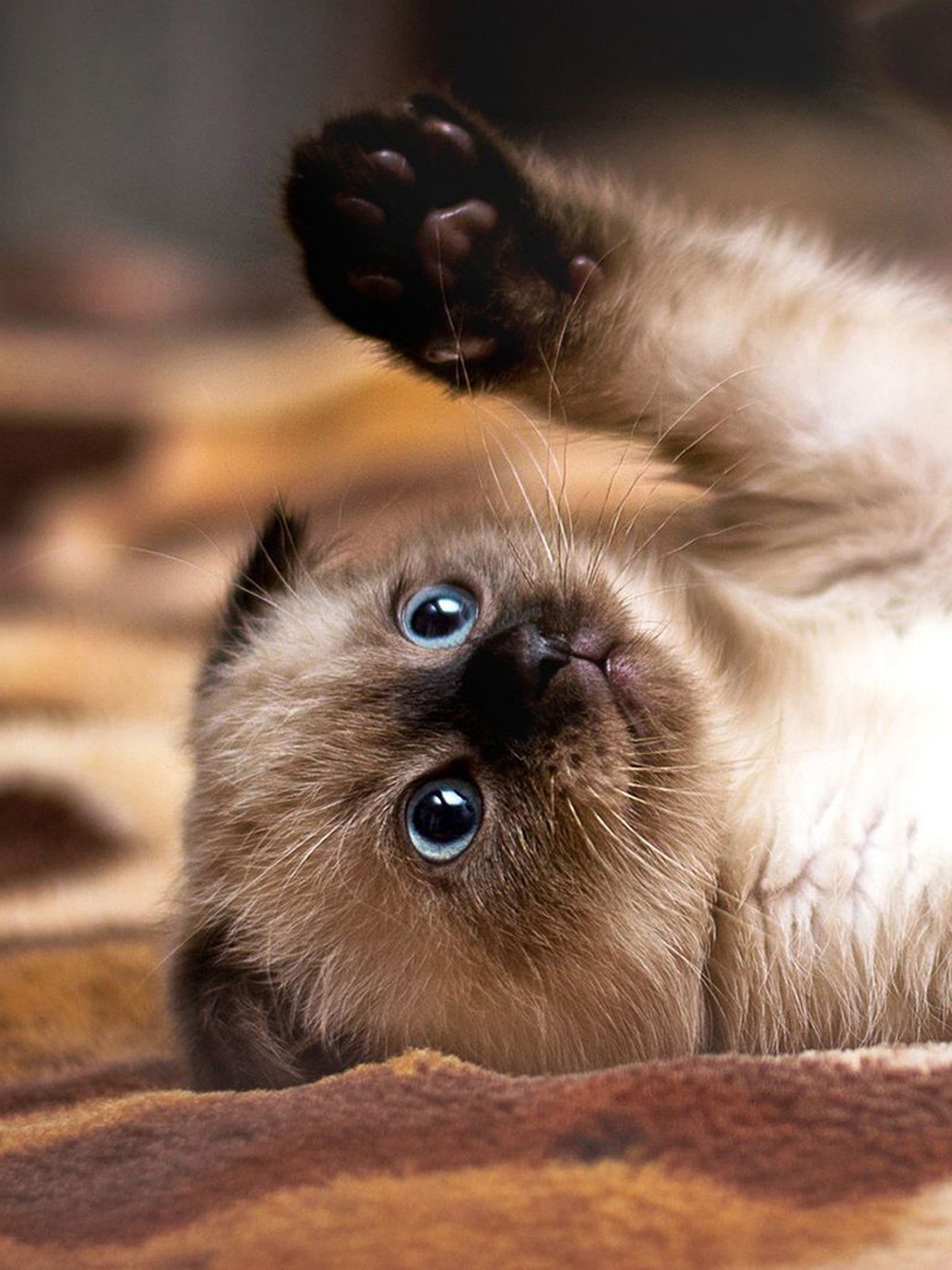 Siamese (Kitten, Cute, Lie, Paws) HD Cat Wallpaper