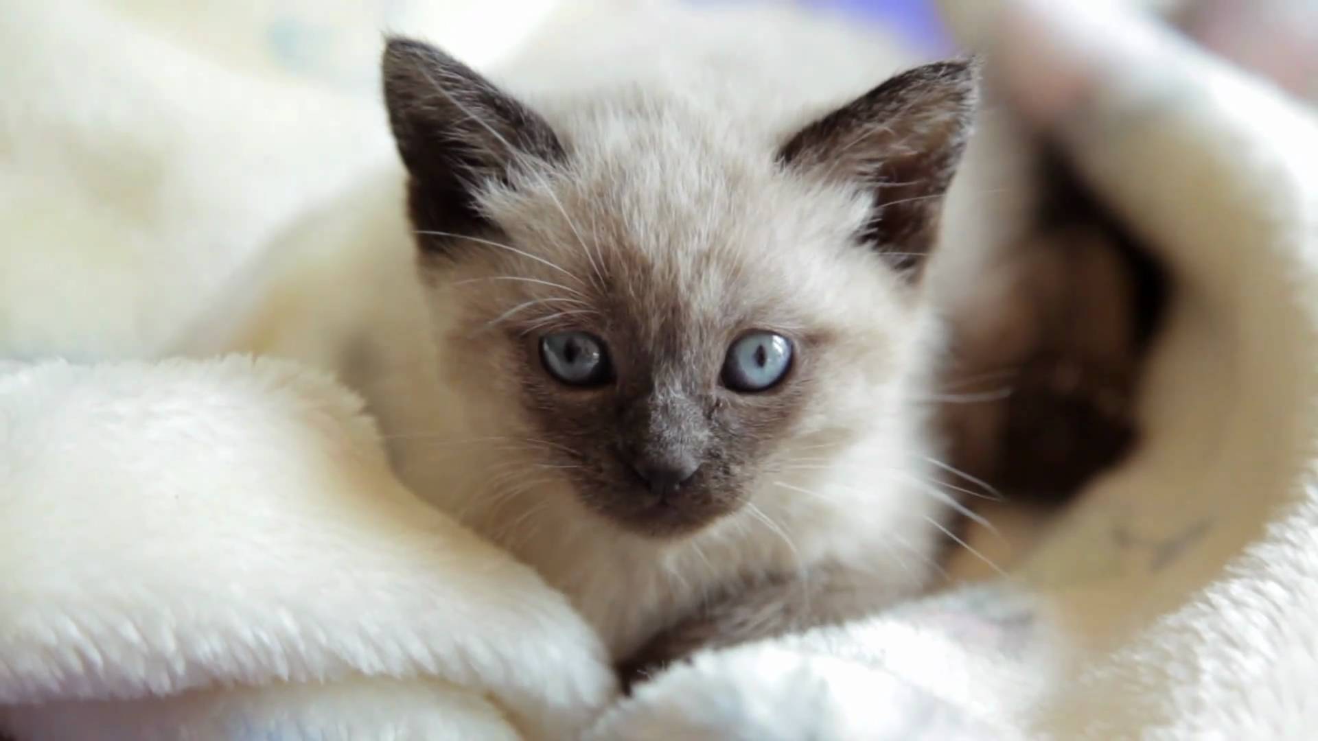 Curious Siamese Kitten - YouTube