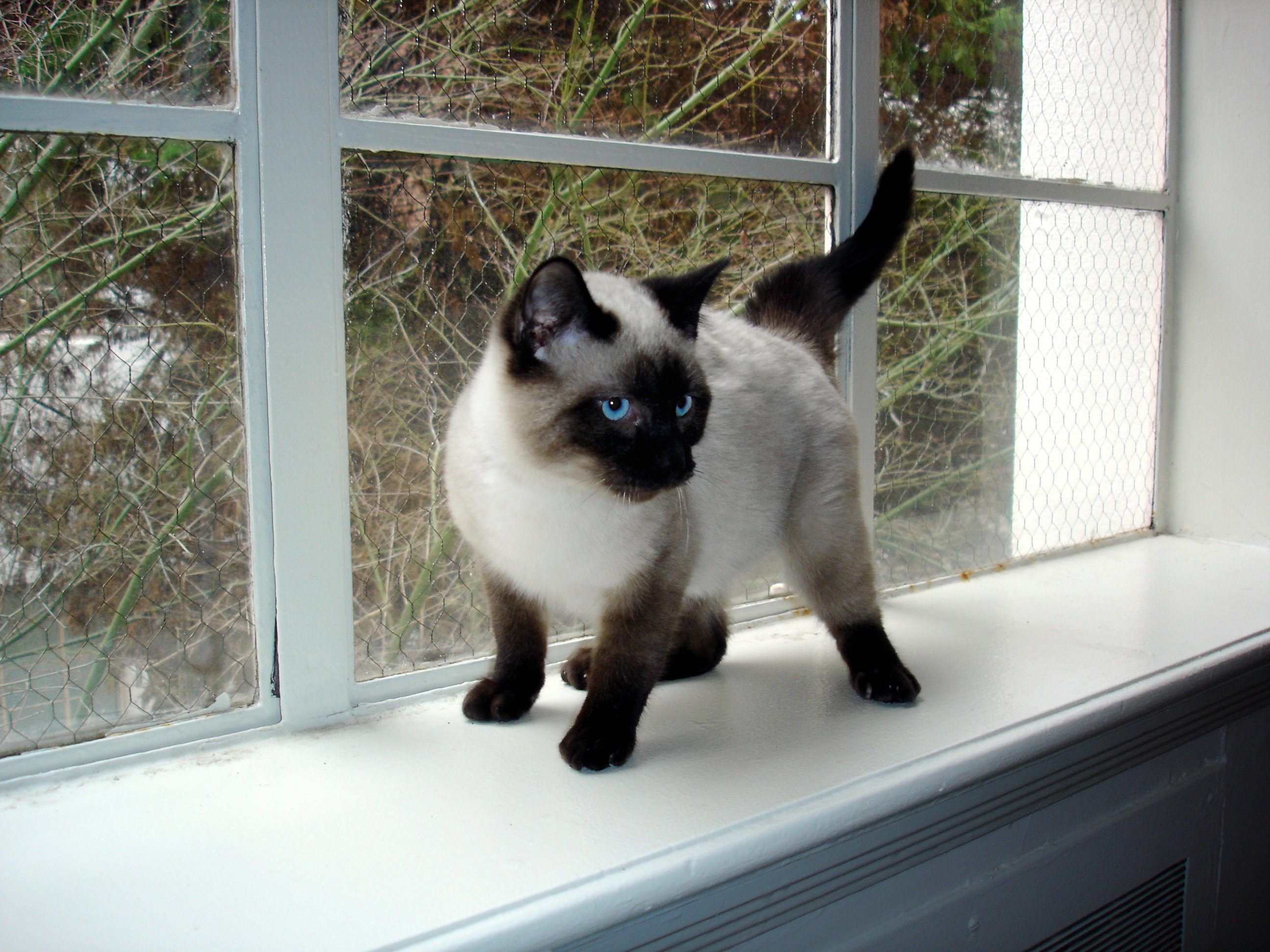 Free Photo Siamese Kitten Animal Cat Kit Free Download Jooinn