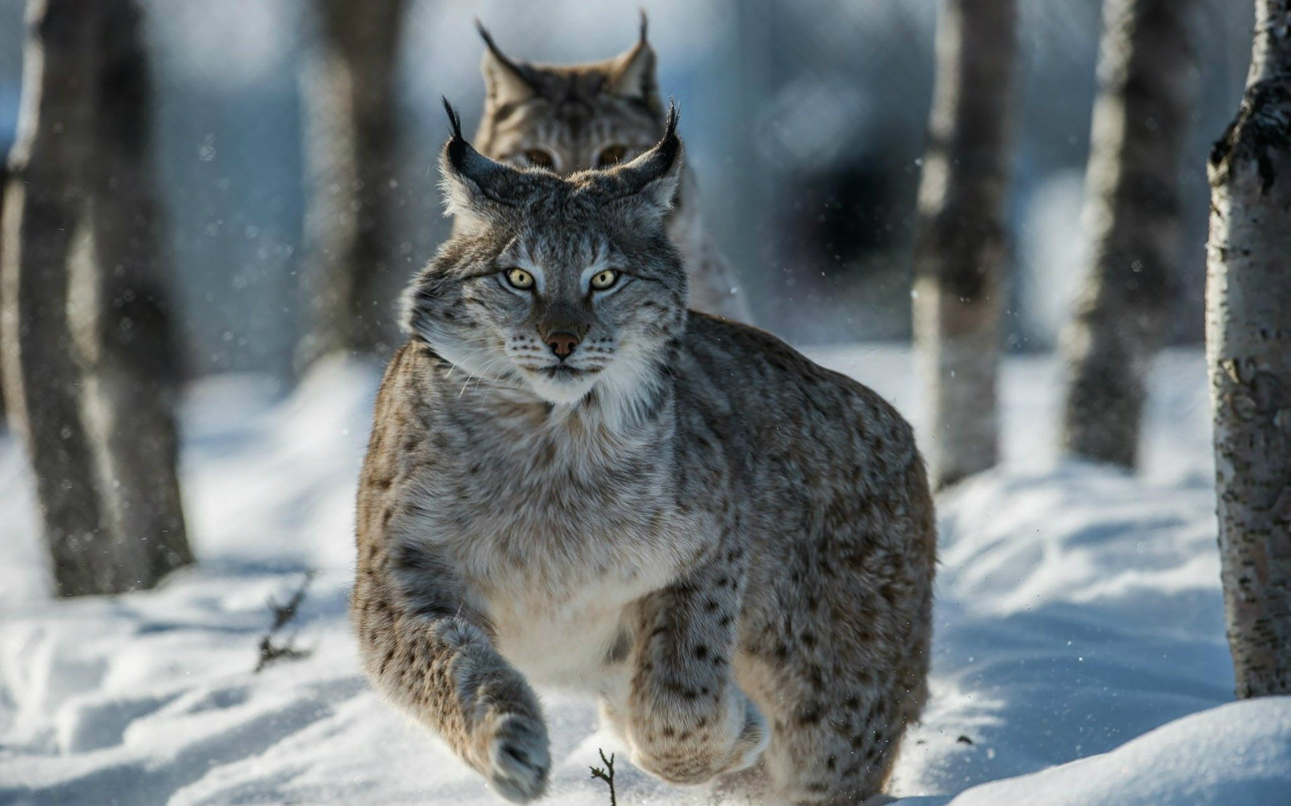 Рысь спорт. Рысь Felis Lynx. Сибирская Рысь. Рысь обыкновенная Lynx Lynx Linnaeus, 1758. Рысь в тайге.