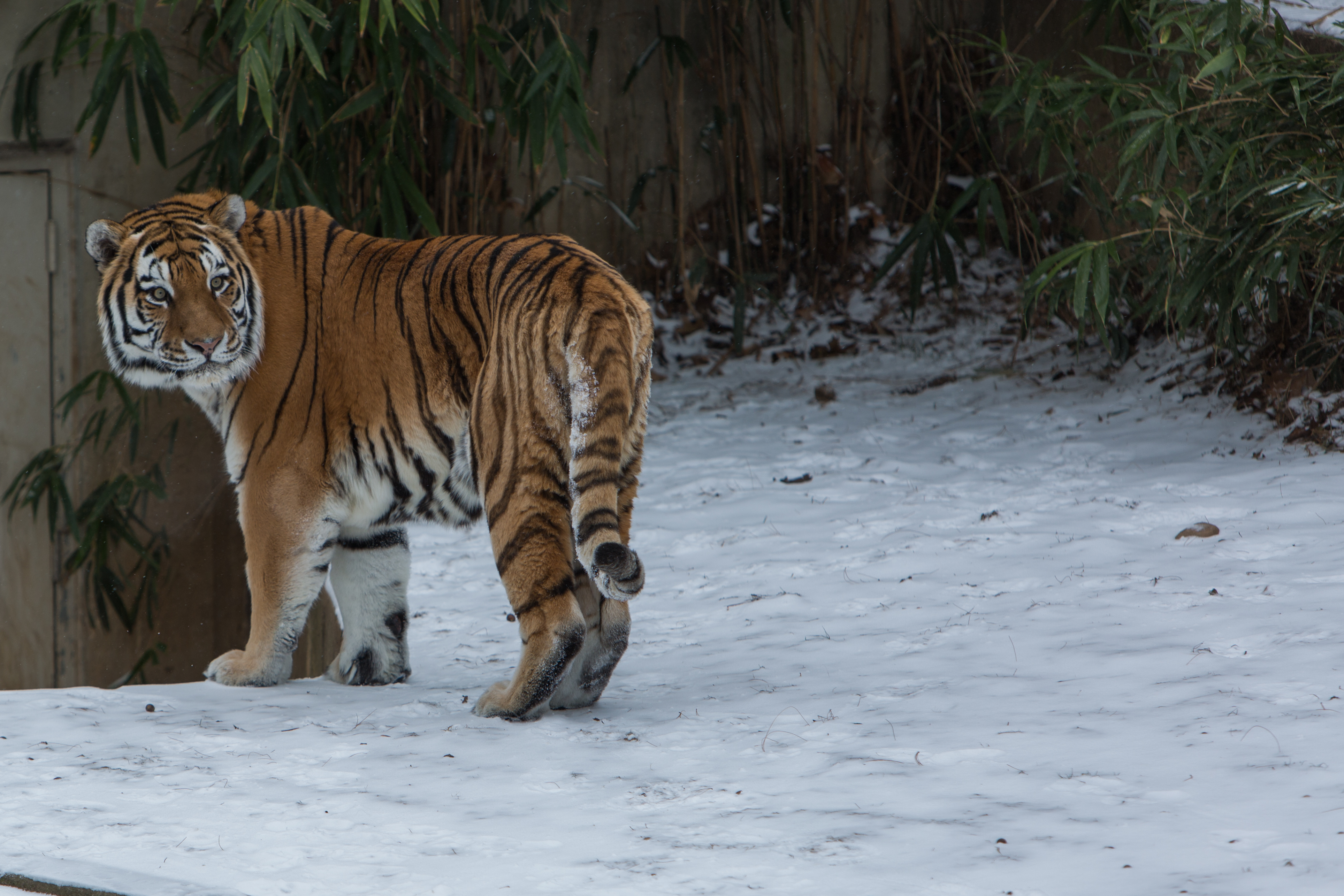New At the Zoo: Amur Tiger | Smithsonian's National Zoo